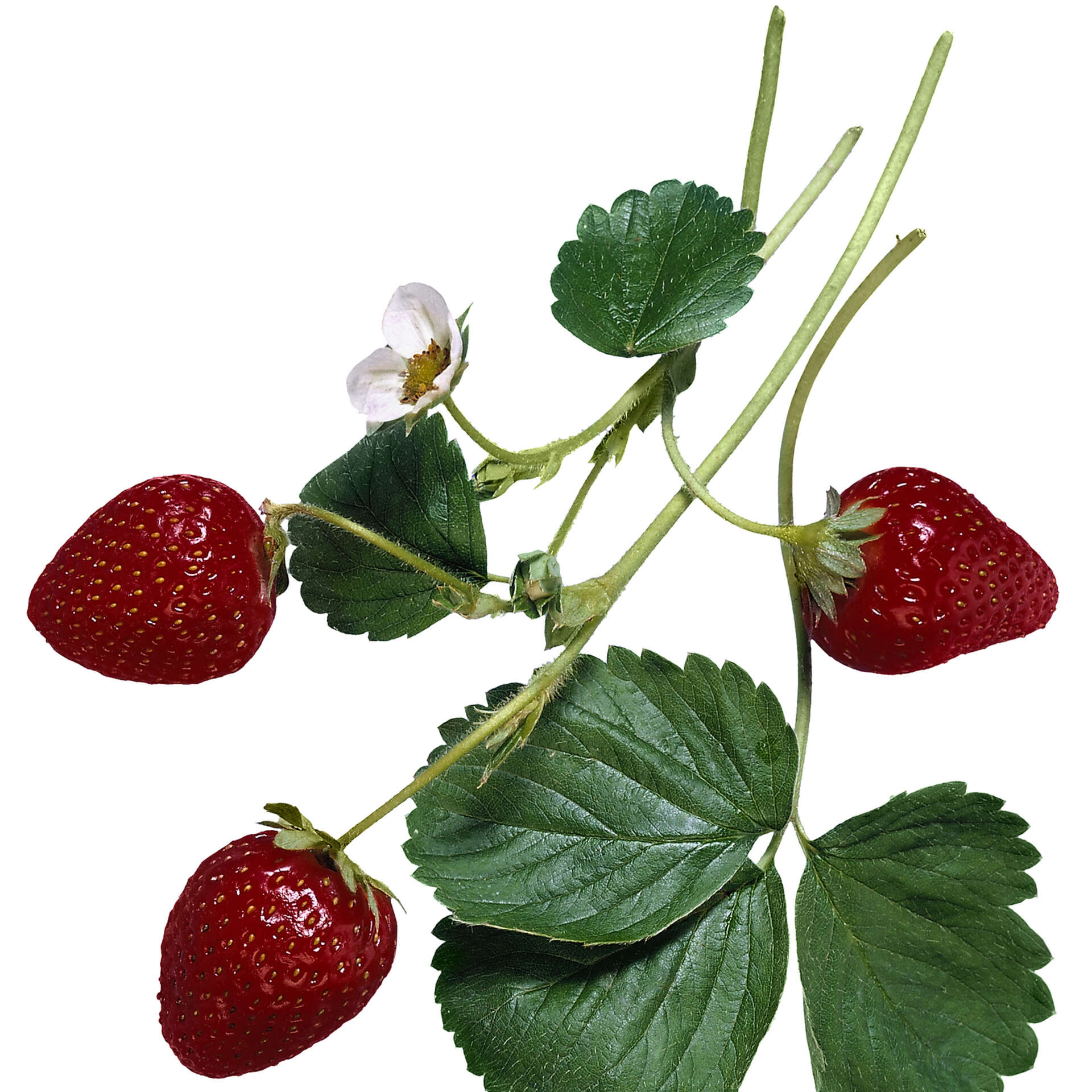 How to Spray Strawberries With Pesticide
