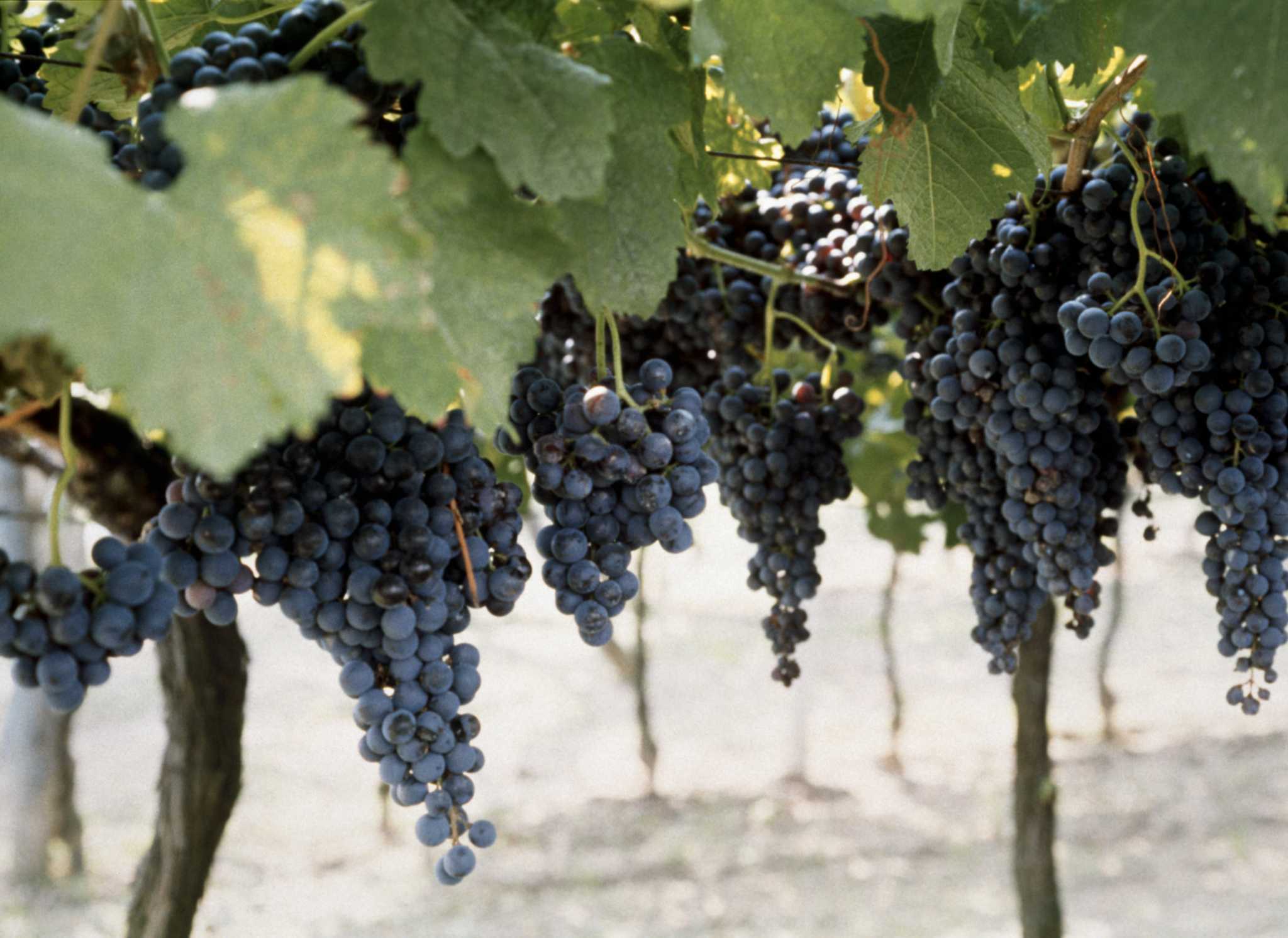 Ruby Seedless Grape, Vitis vinifera 'Ruby Seedless', Monrovia Plant