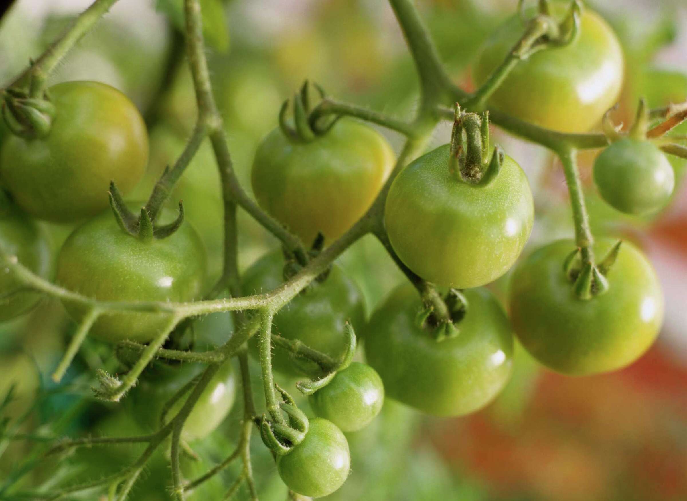 Signs of Too Much Nitrogen in Soil for Tomatoes