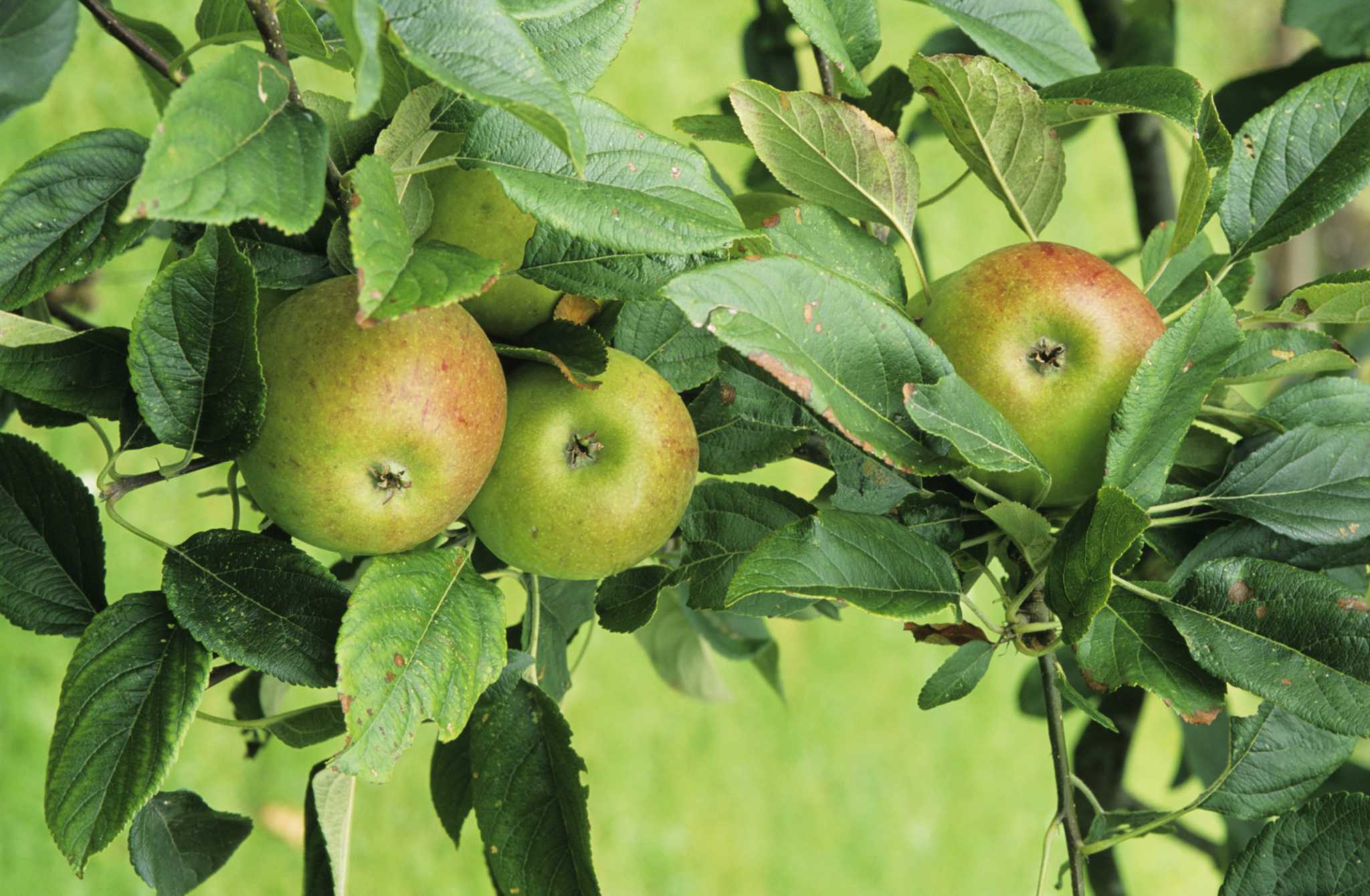 CORTLAND APPLE TREE – Food Forest & Green Living Engineers