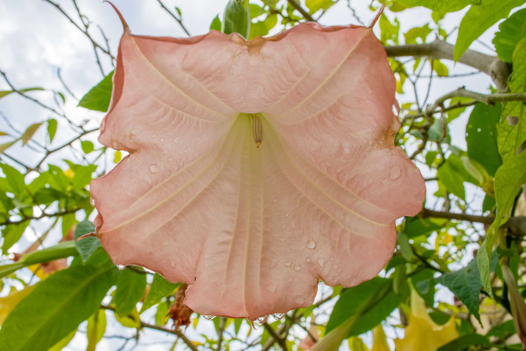 Is angel trumpet poisonous to sale dogs