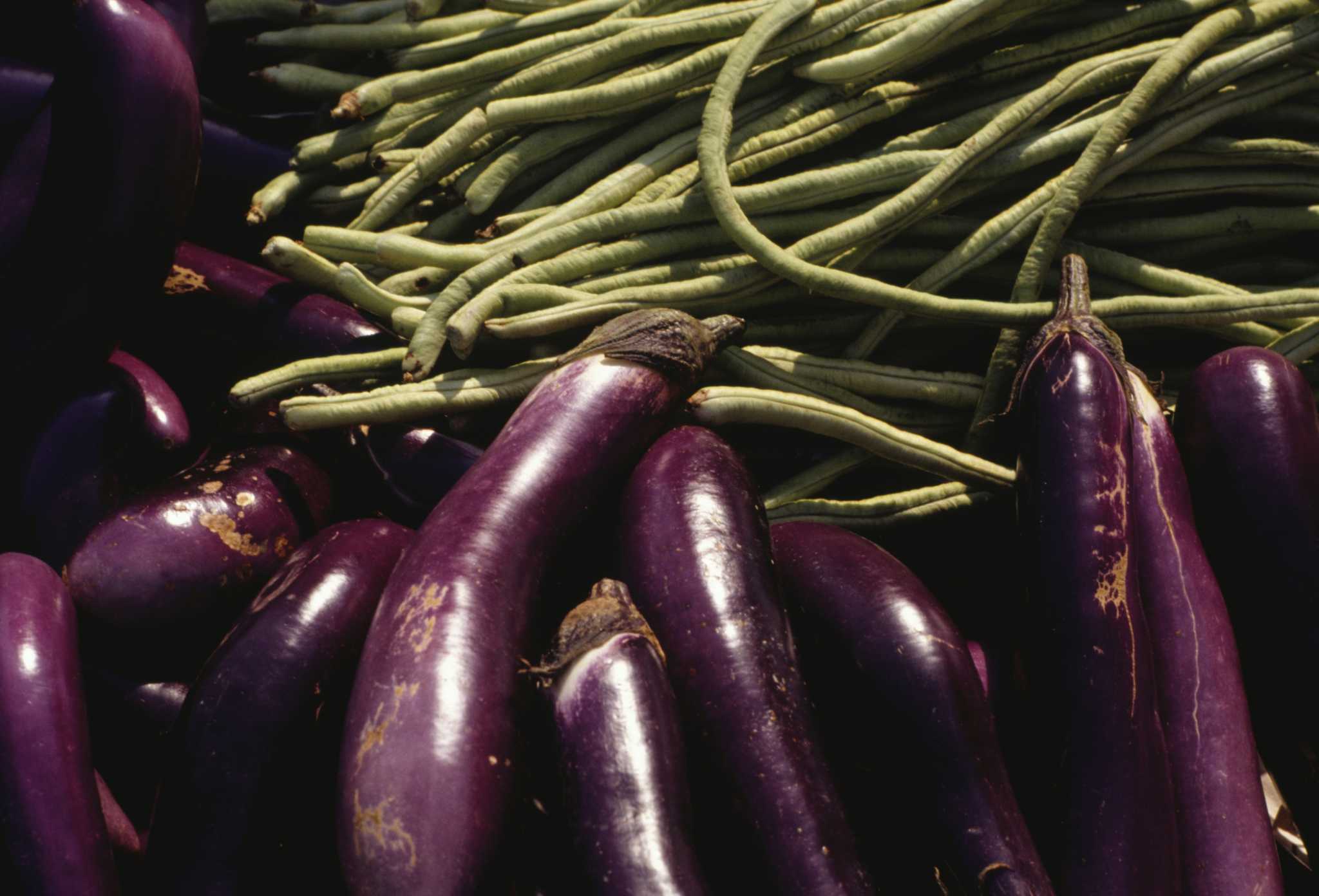My Eggplants Are Drooping & Dying What Can I Do?