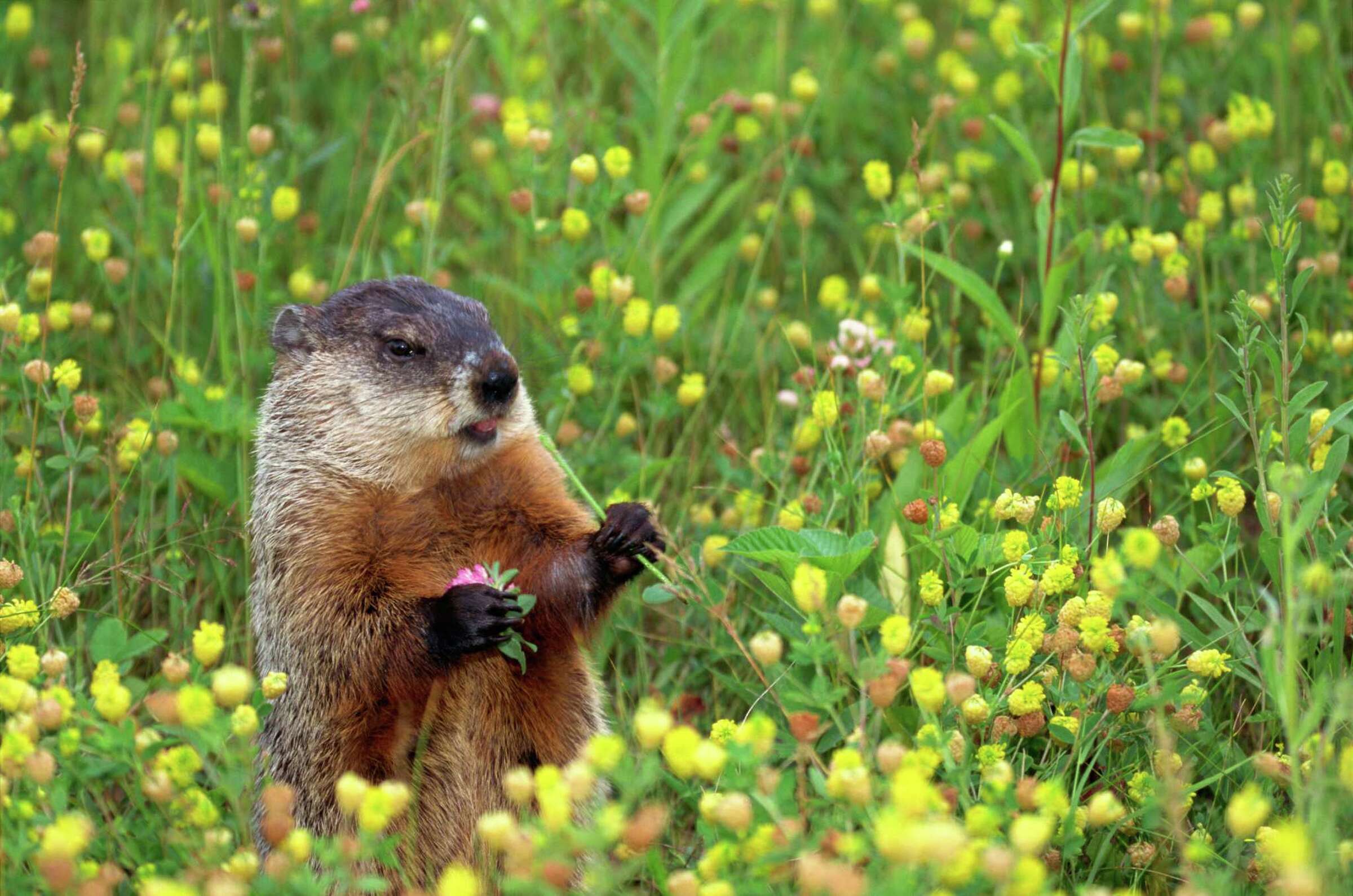 How to Stop Groundhogs From Coming Back