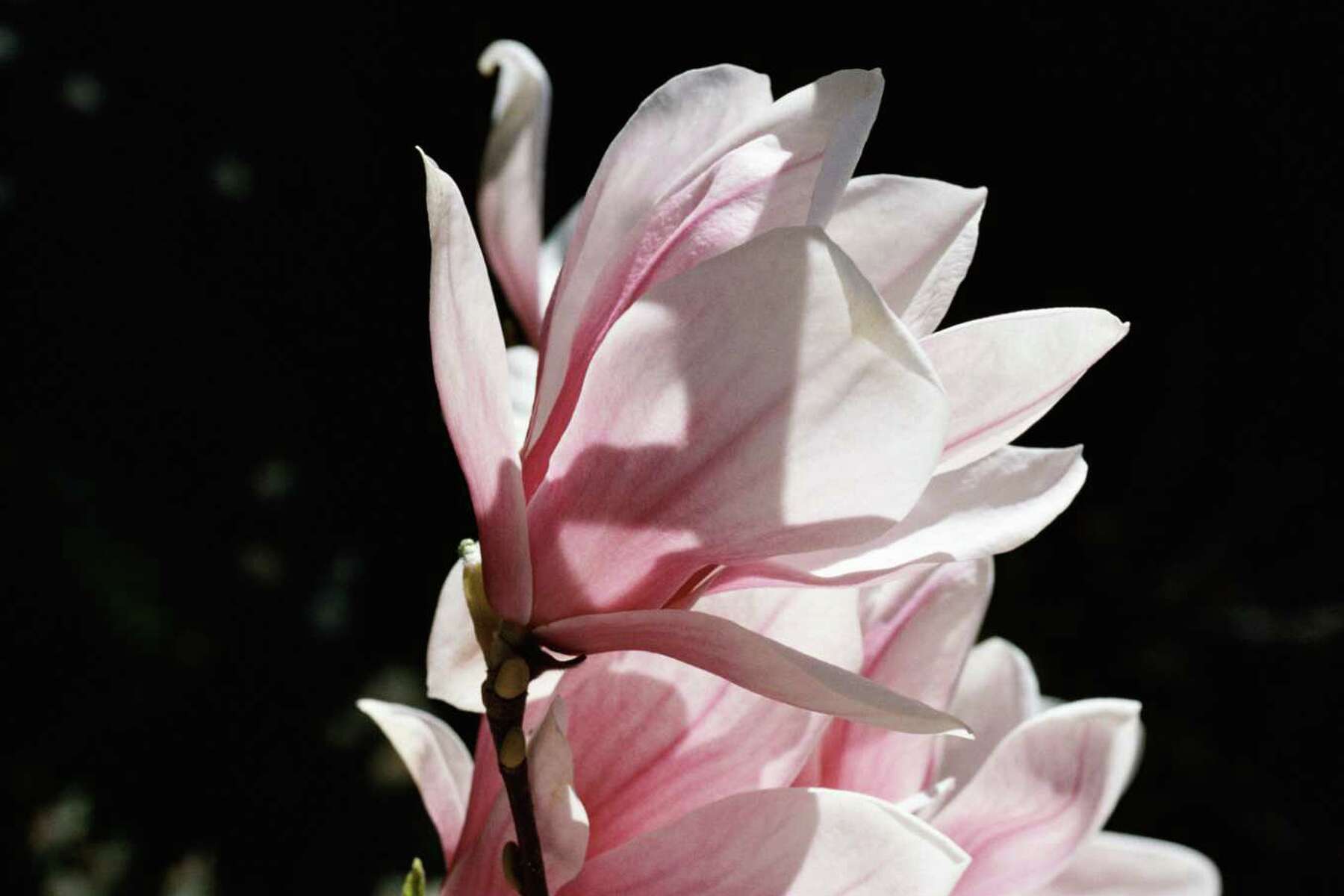 Magnolia Flower Fun Facts Best Flower Site