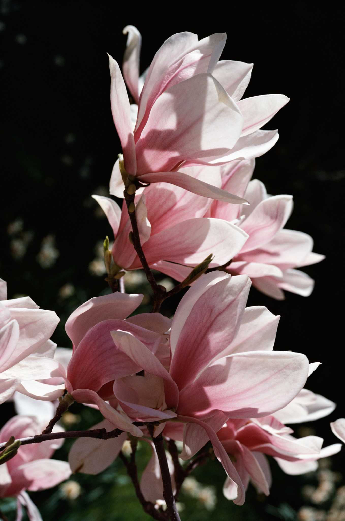 How Tall Do Magnolia Trees Grow?