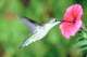In nature, hummingbirds help to pollinate petunias.