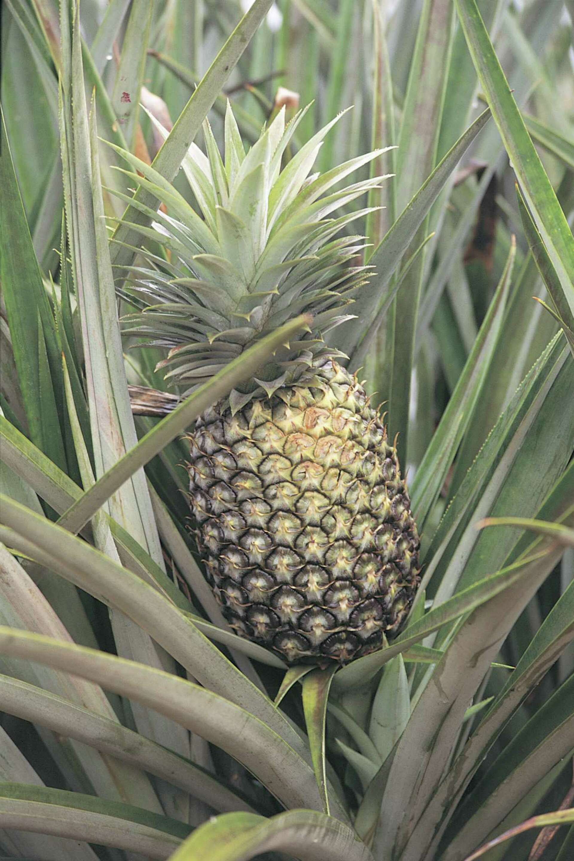 What Does It Mean If My Pineapple Leaves Are Turning Yellow?