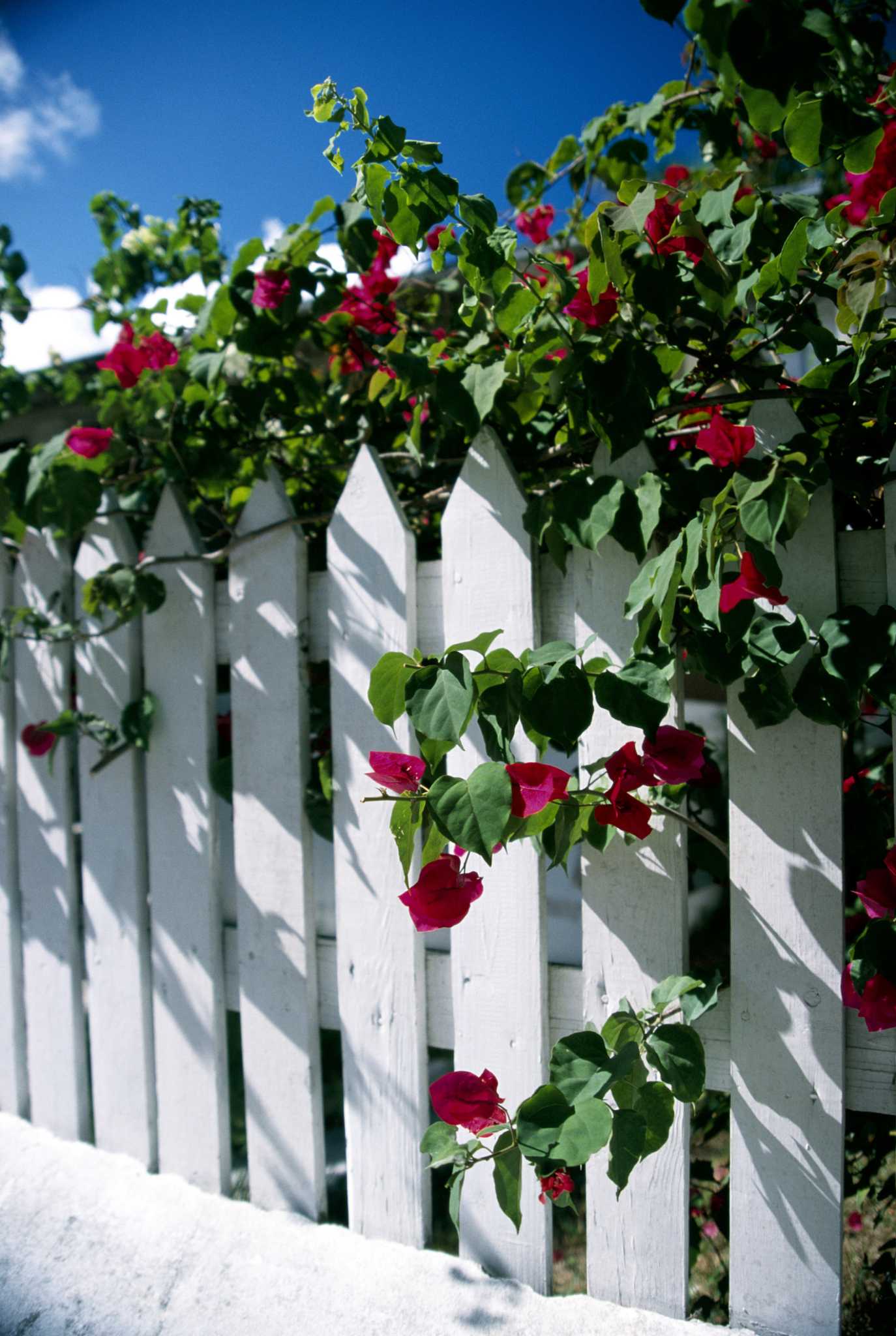 Aphids & Bougainvillea Loopers