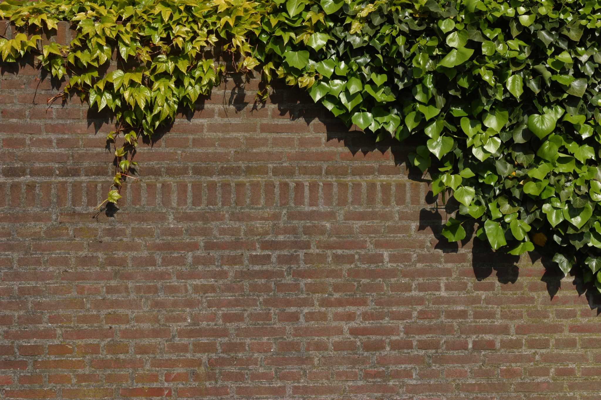 How to Remove Ivy Without Damaging Brick