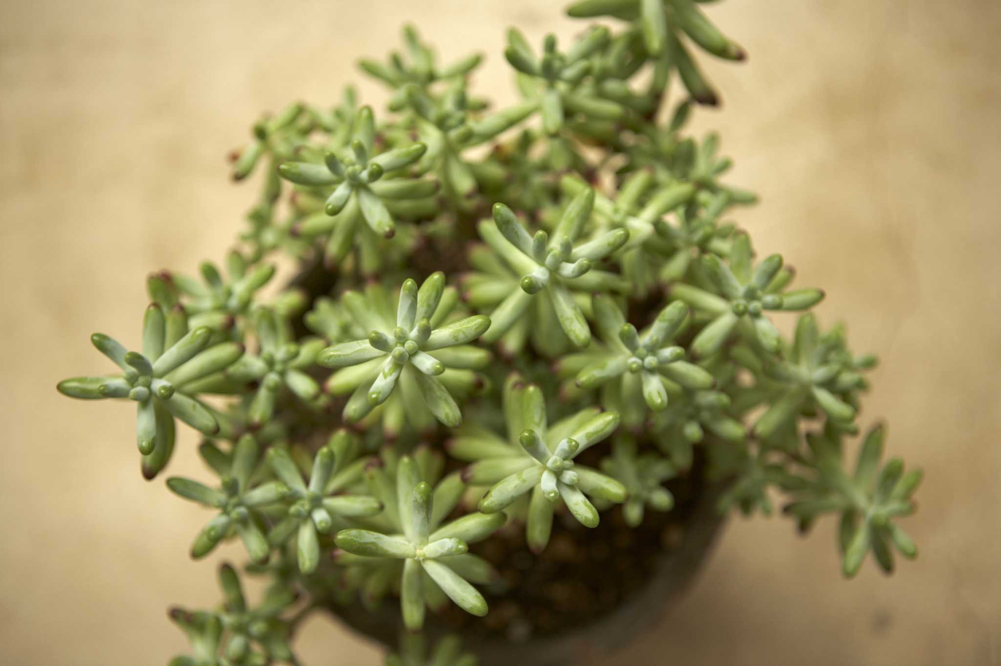 Aphids on Succulents