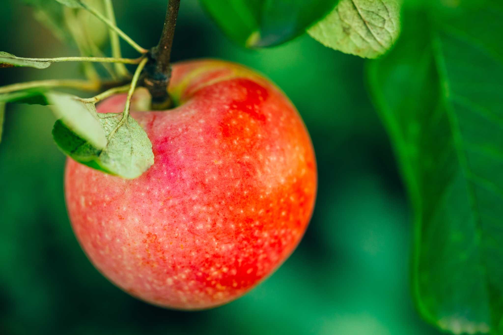 How Often Do Apple Trees Need to Be Sprayed in a Season?