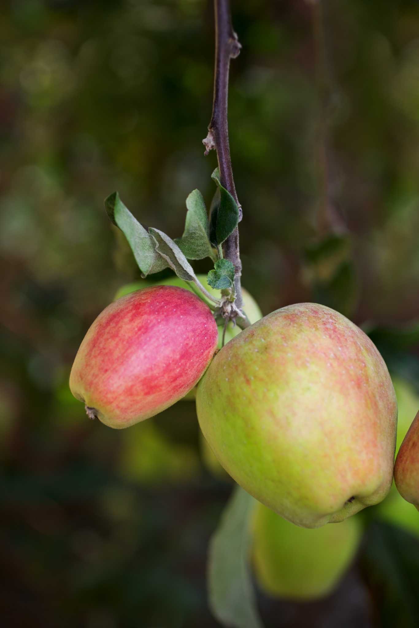 Can I Plant Apple Trees Near Cedar Trees?