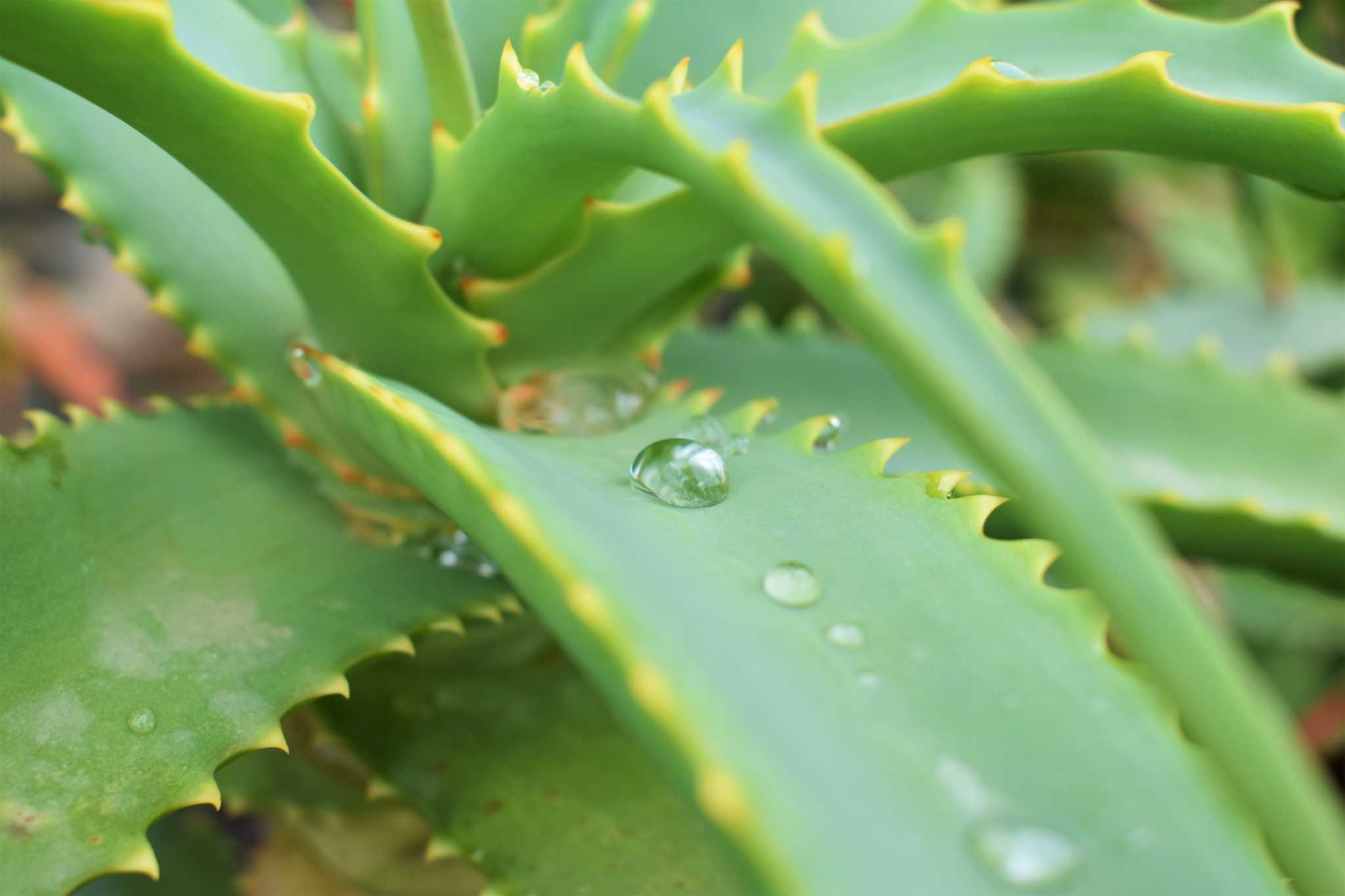 Will Aloe Vera Come Back After a Freeze?