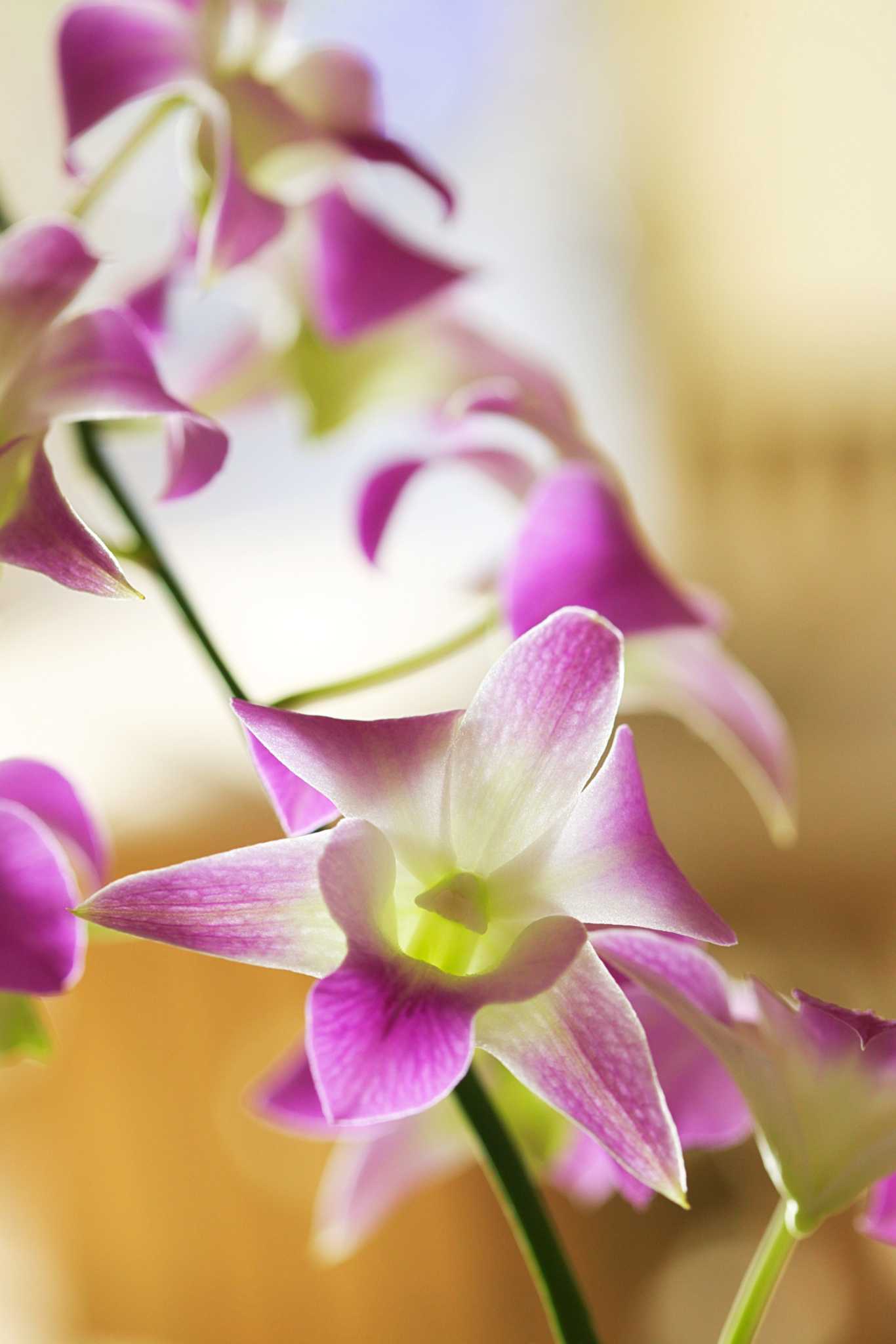 What Environment Do Orchids Like?