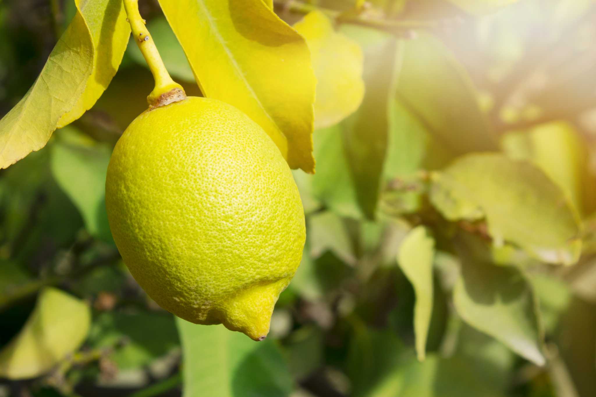 Will Epsom Salts Help a Lemon Tree to Bloom?