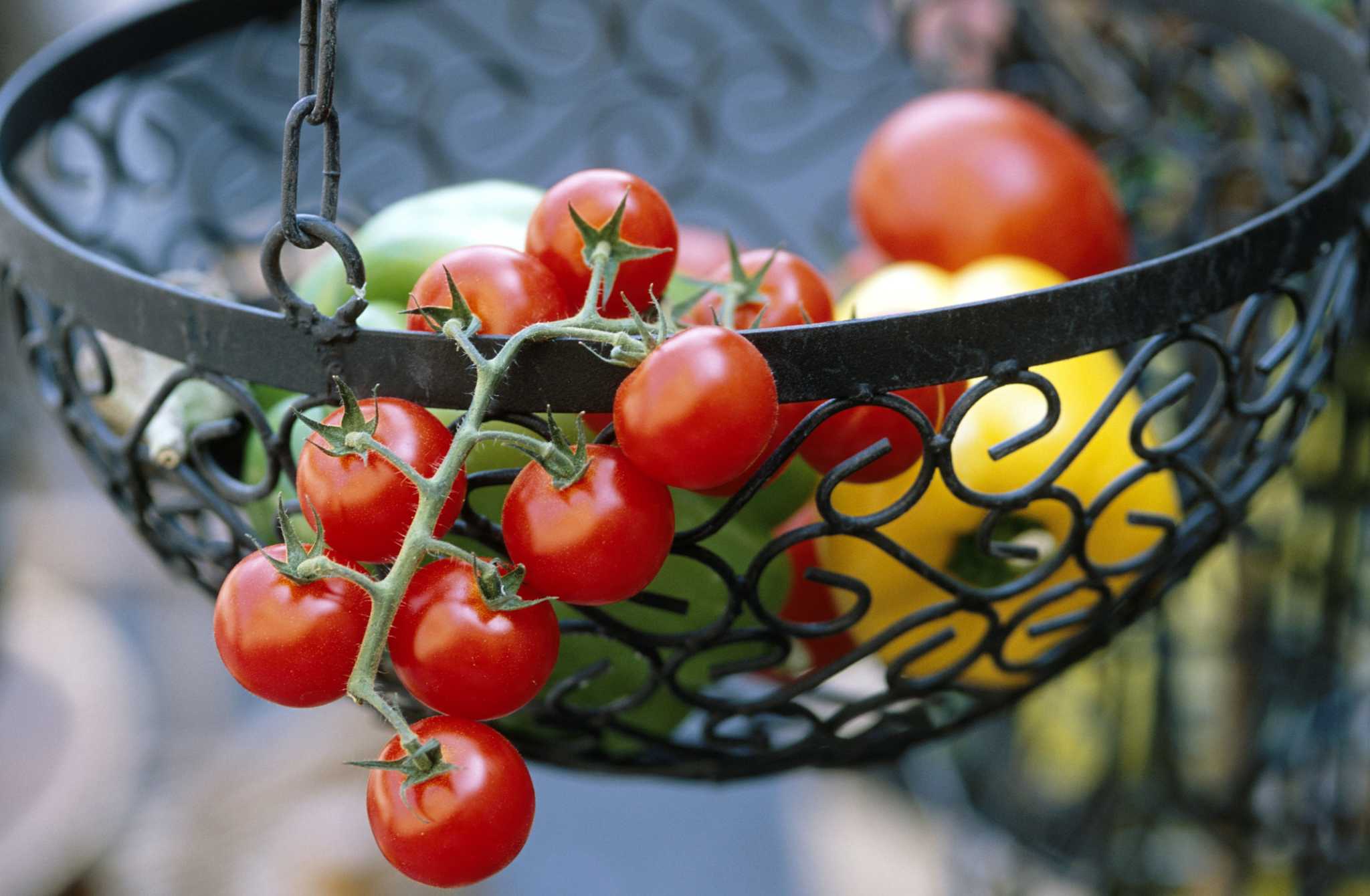 Epsom Salts & Tomato & Pepper Plants