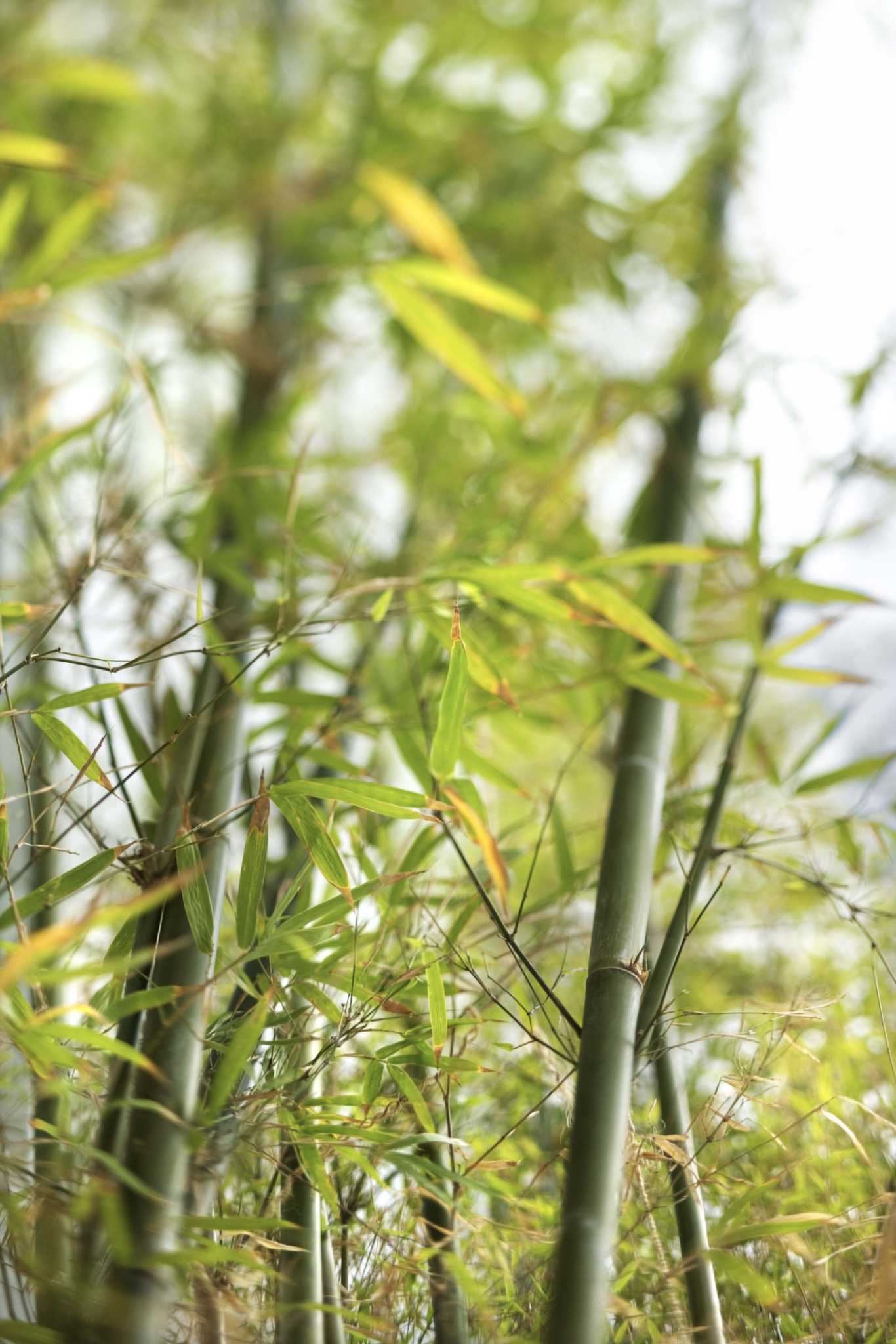How to Trim Clumping Bamboo Plants