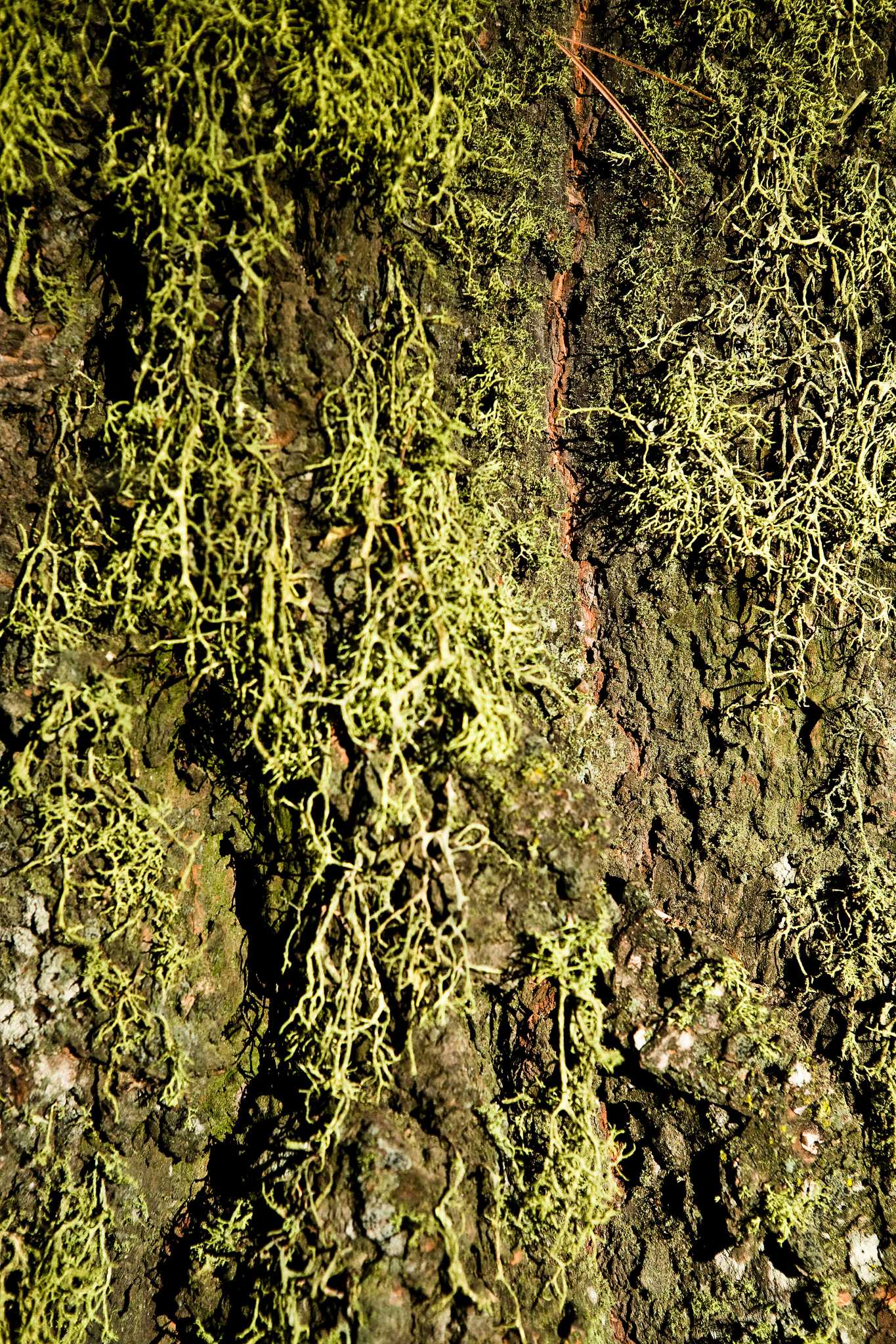 How to Eradicate Moss in the Lawn