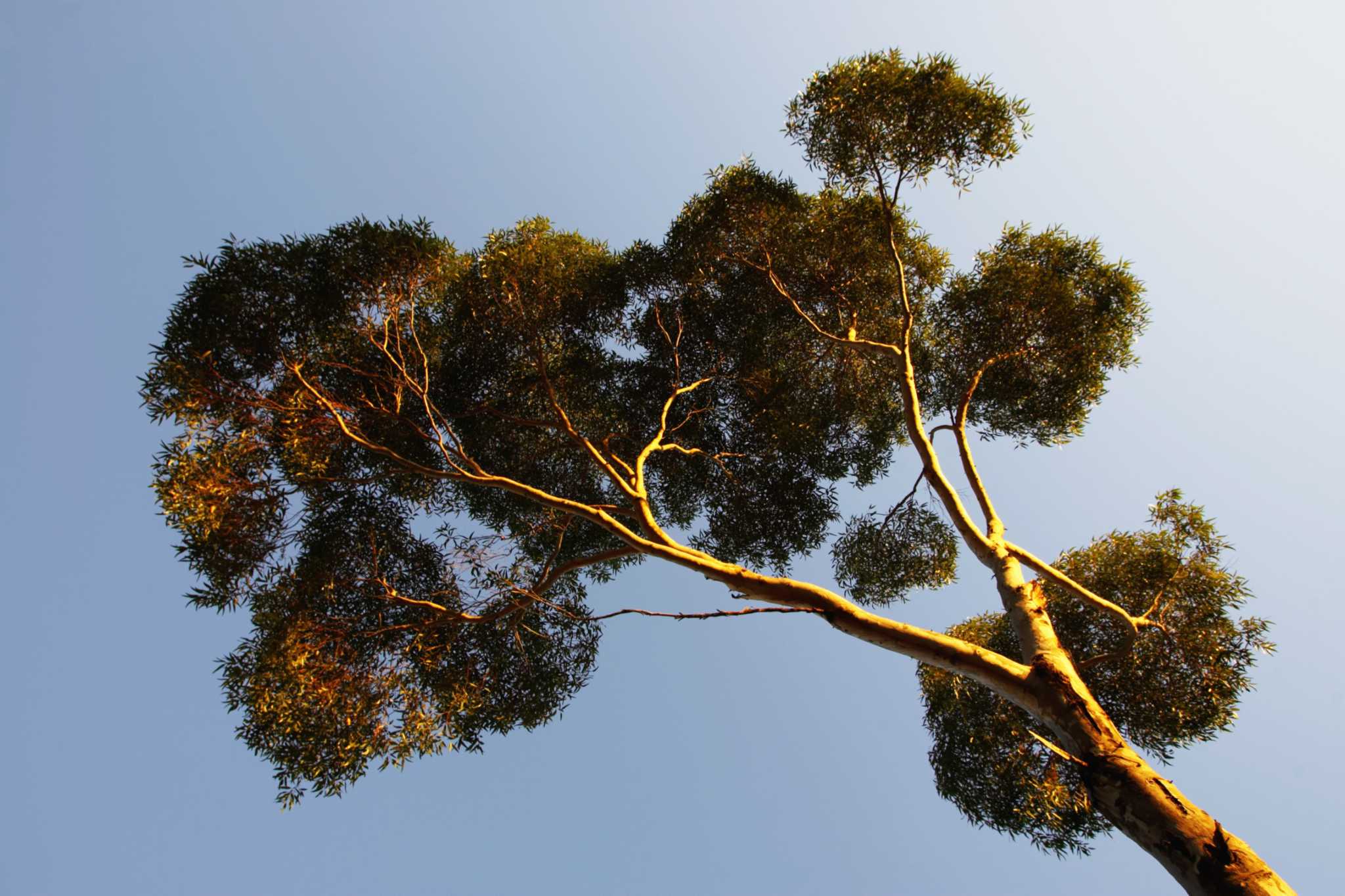 Eucalyptus & Insects