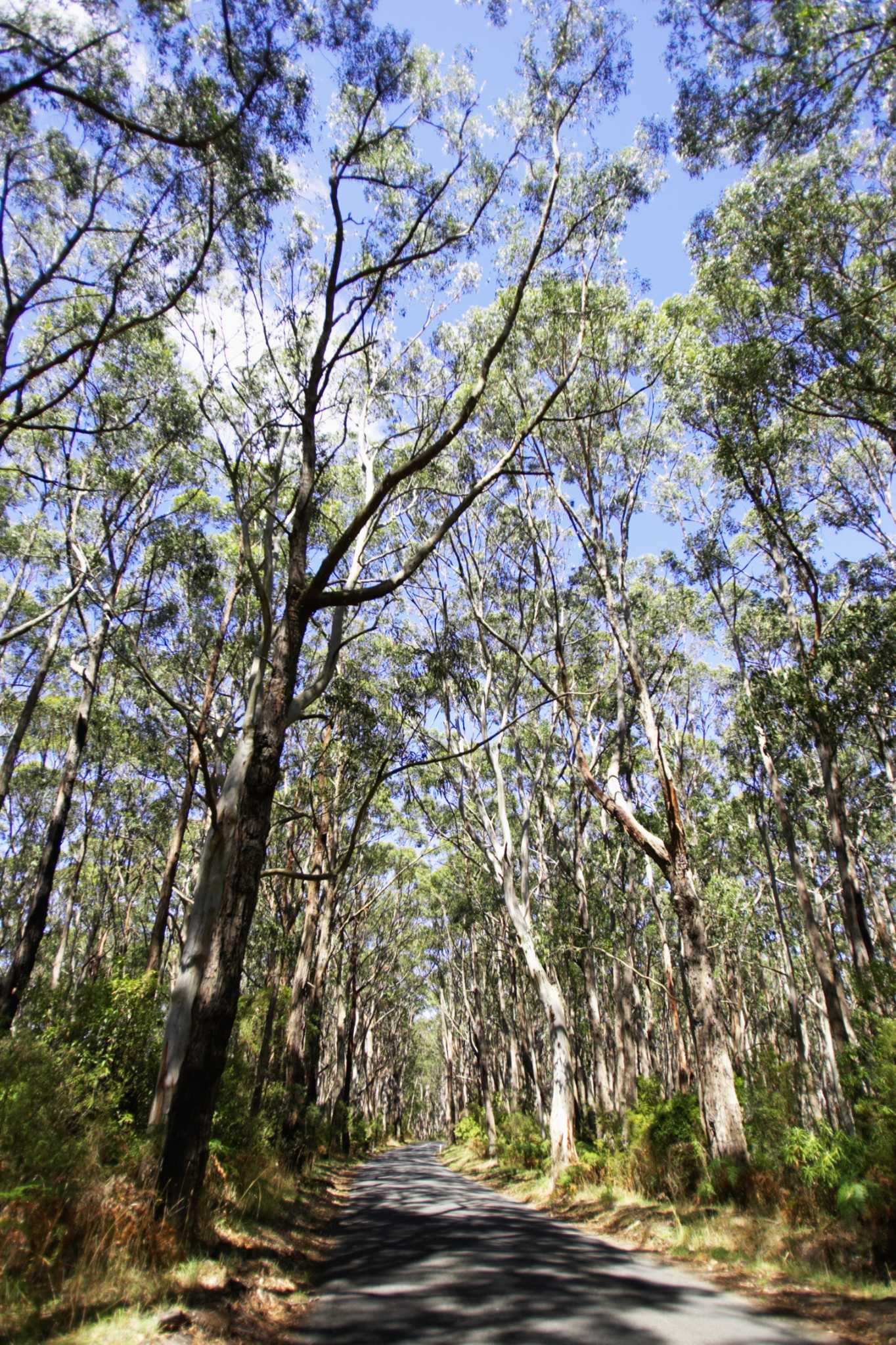 What Grows Under Eucalyptus Trees?