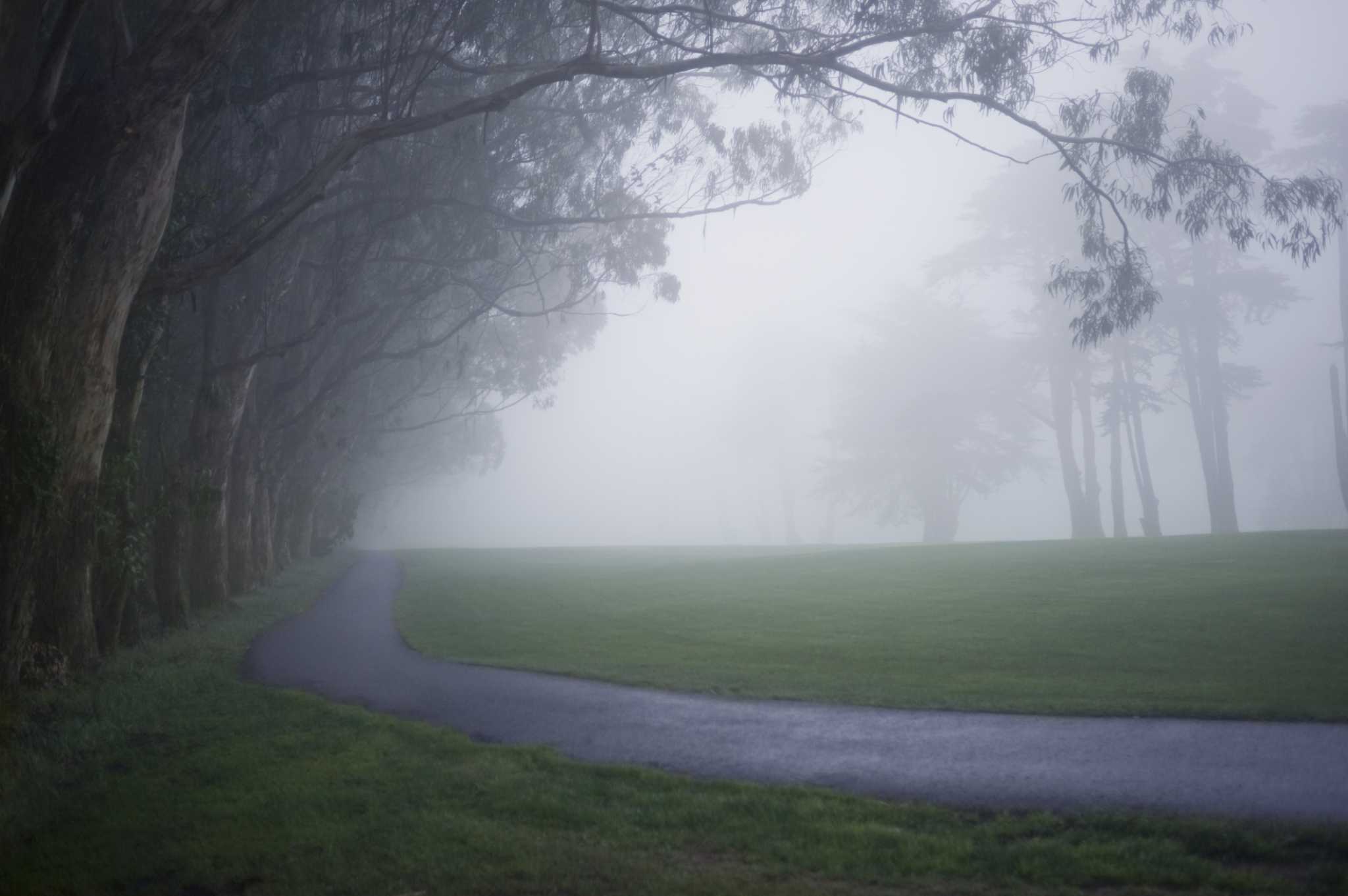 Do Eucalyptus Trees Have Weak Roots?