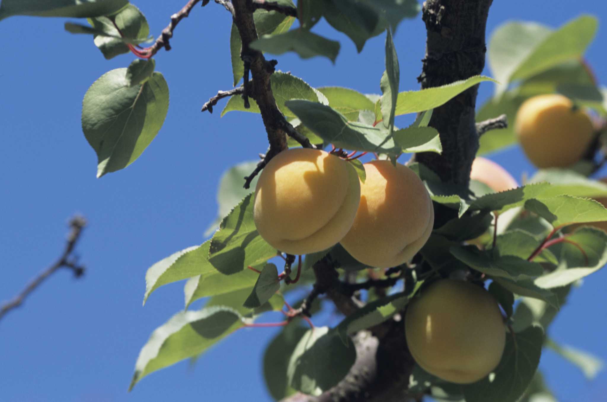 Apricot Trees With Leaking Sap & Dead Branches
