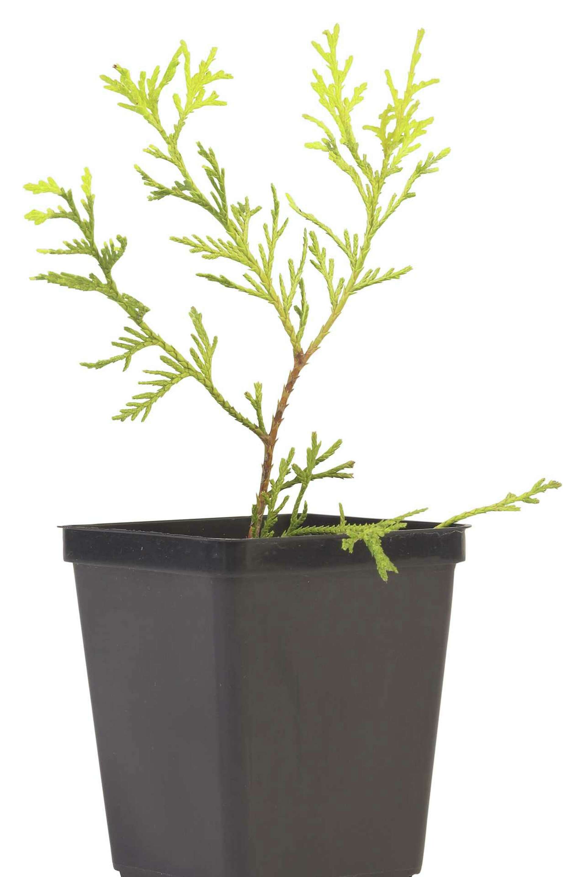 thuja amber glow Thuja 'Amber Glow'