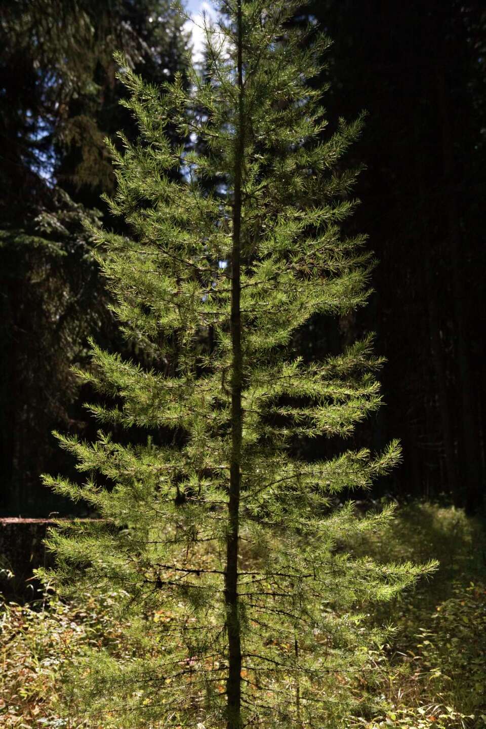 How to Put Mulch Around Pine Trees