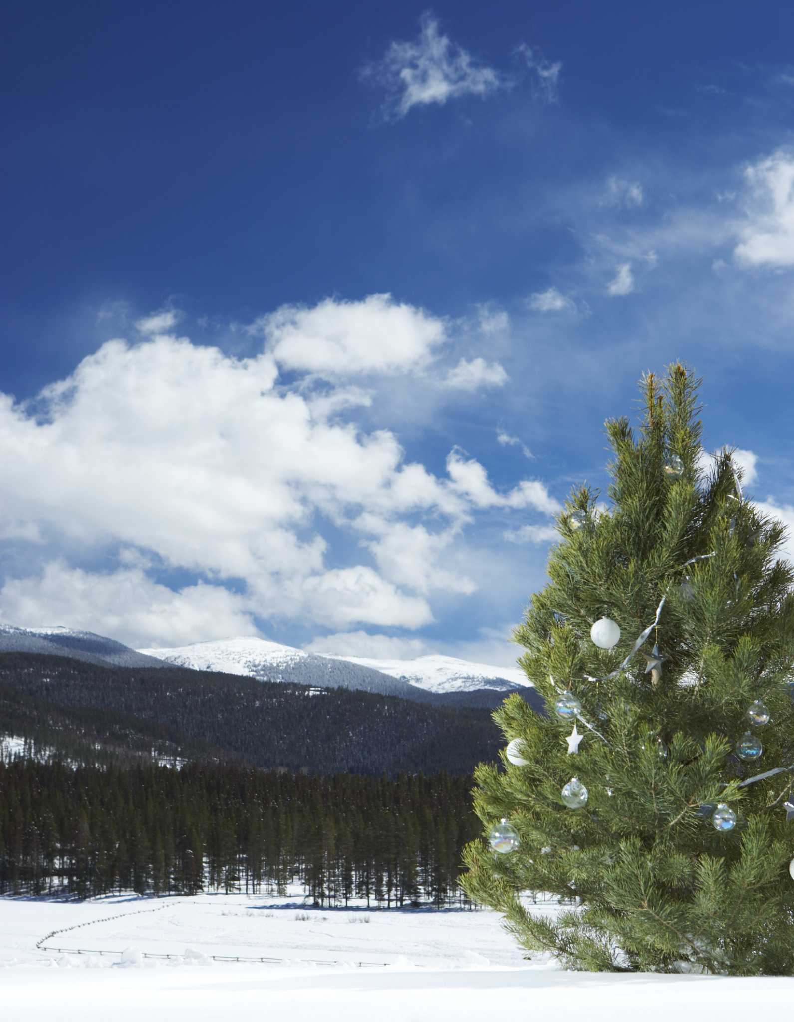 What Evergreen Trees Grow Well at High Elevations?