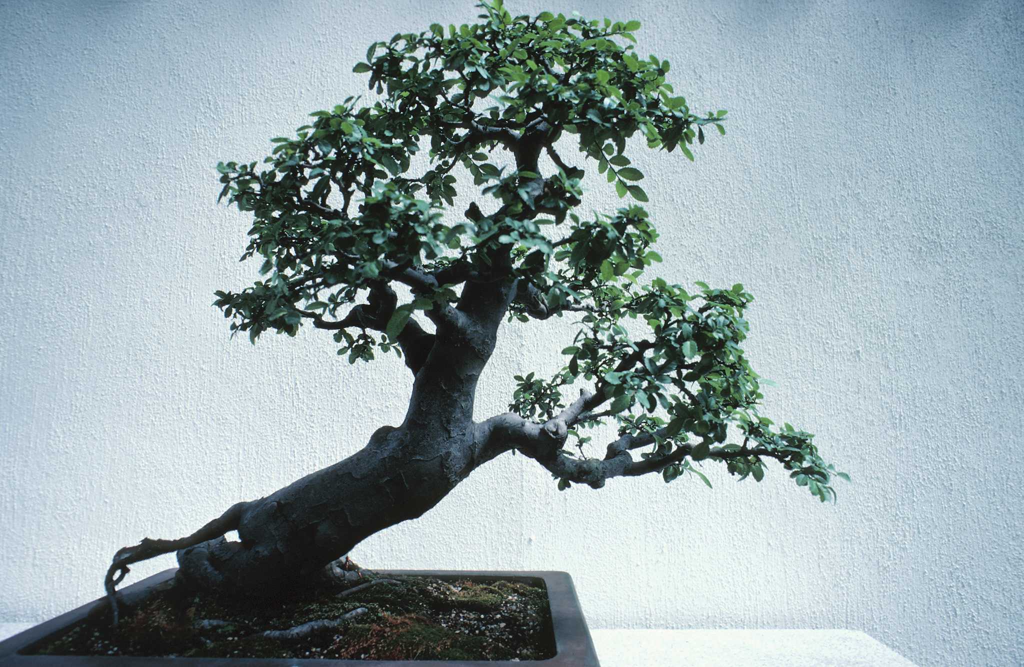What Kinds of Trees Can I Turn Into Bonsai?