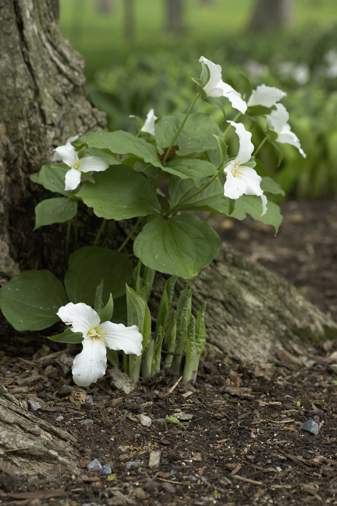 Extreme Shade Plants