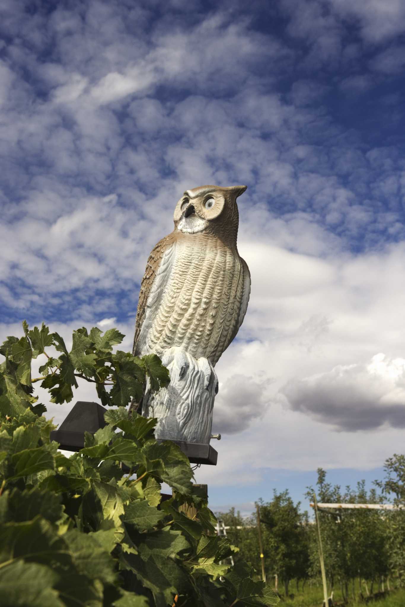 Do Fake Snakes & Owls Protect Your Garden From Rabbits?