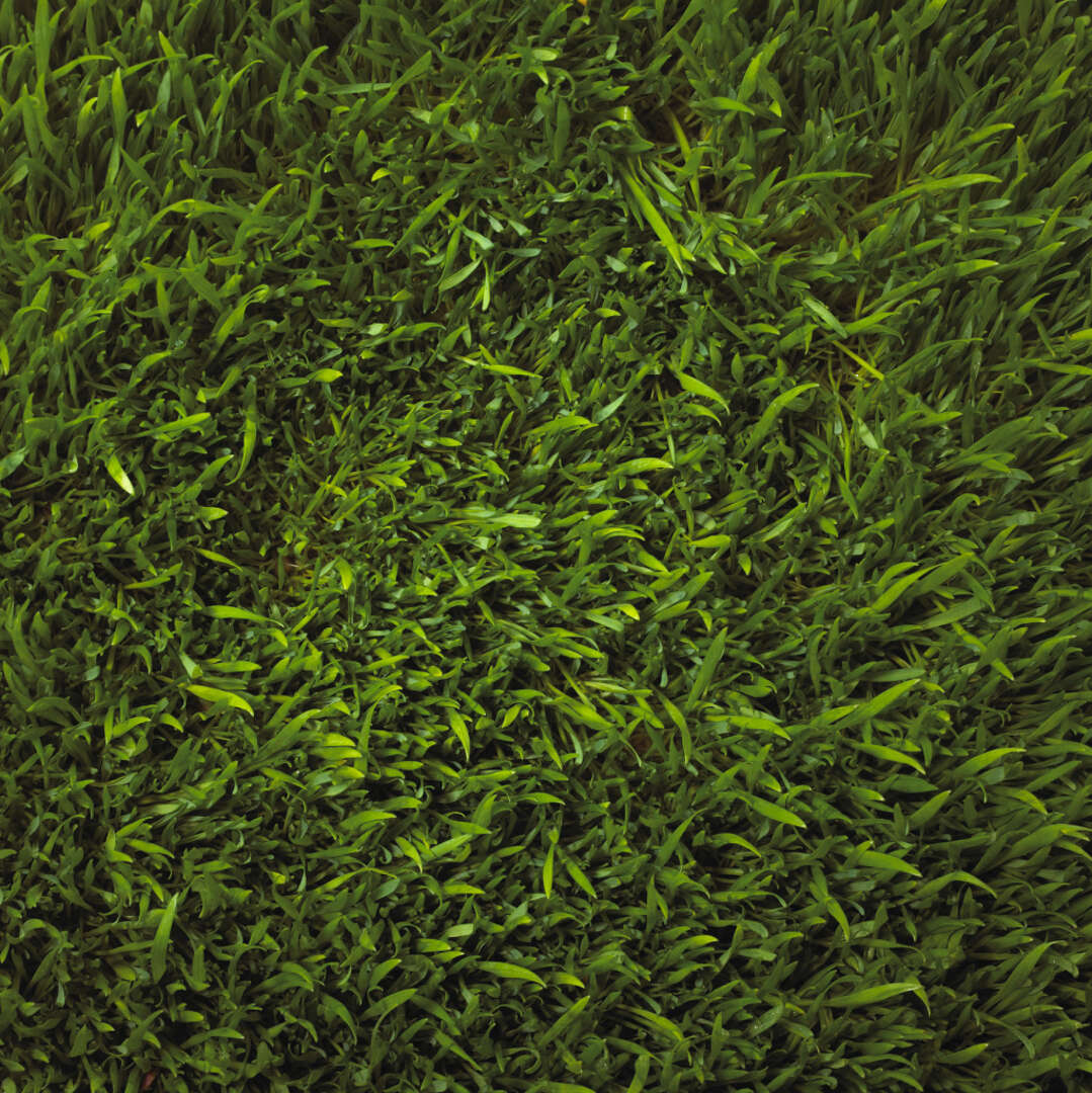 Atrazine Weed Killer for St. Augustine Grass