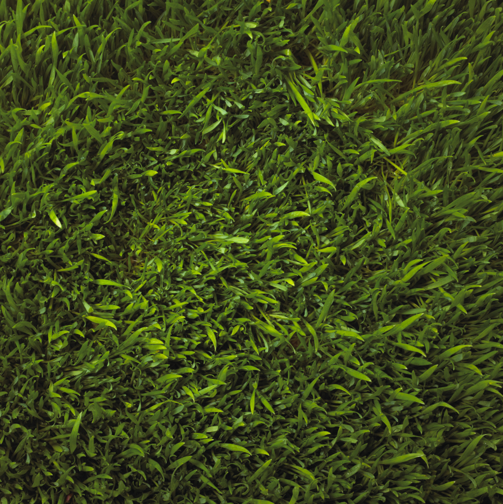 Atrazine Weed Killer for St. Augustine Grass