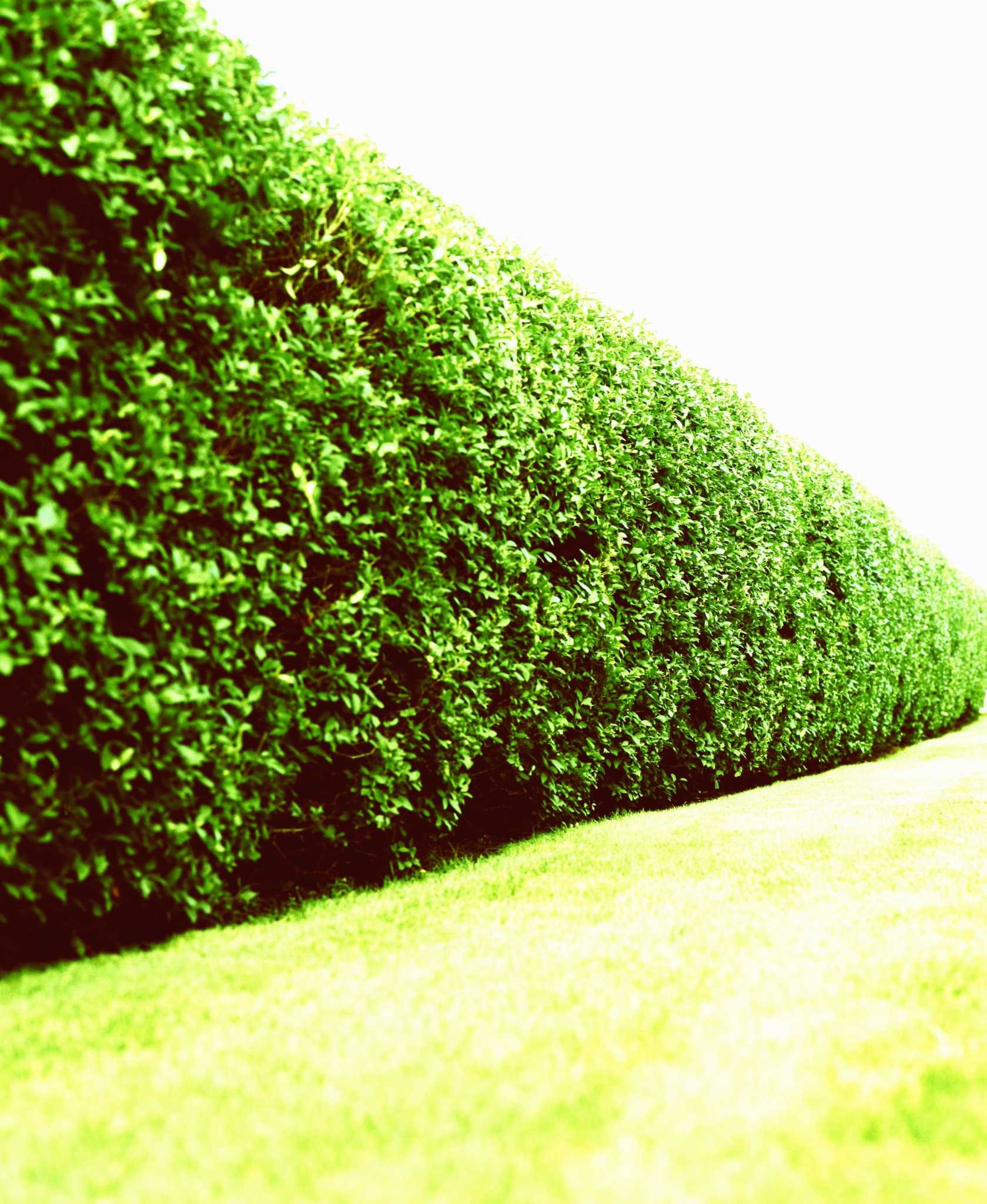 How to Hide a Neighbor's Ugly House