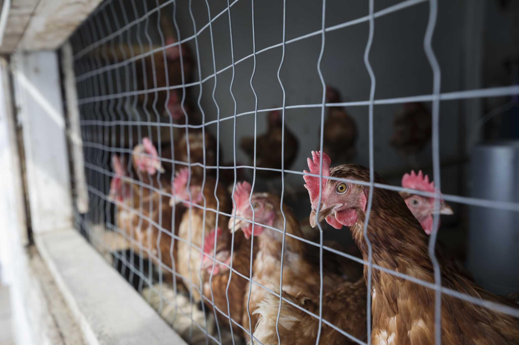 How to Attach Chicken Wire to Posts