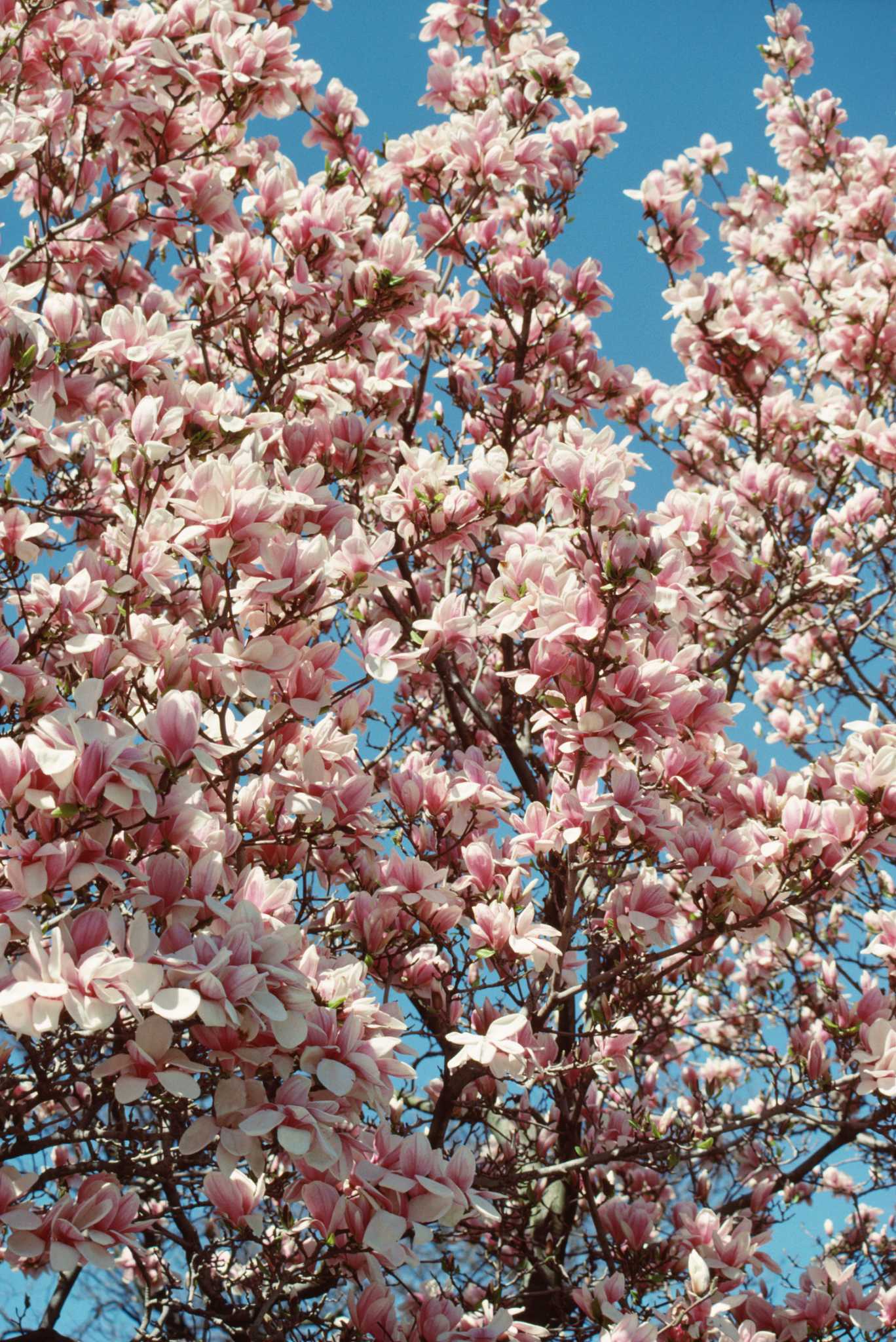 How Far Away From a House to Plant a Magnolia Tree?