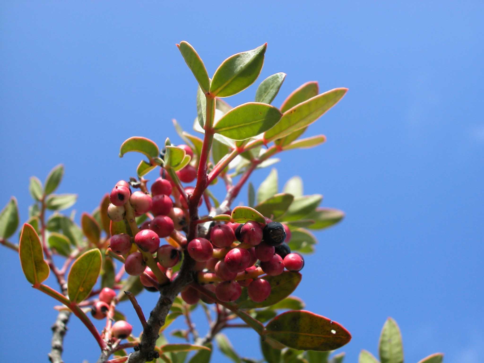 Can You Start Native Plum Trees With A Stem 