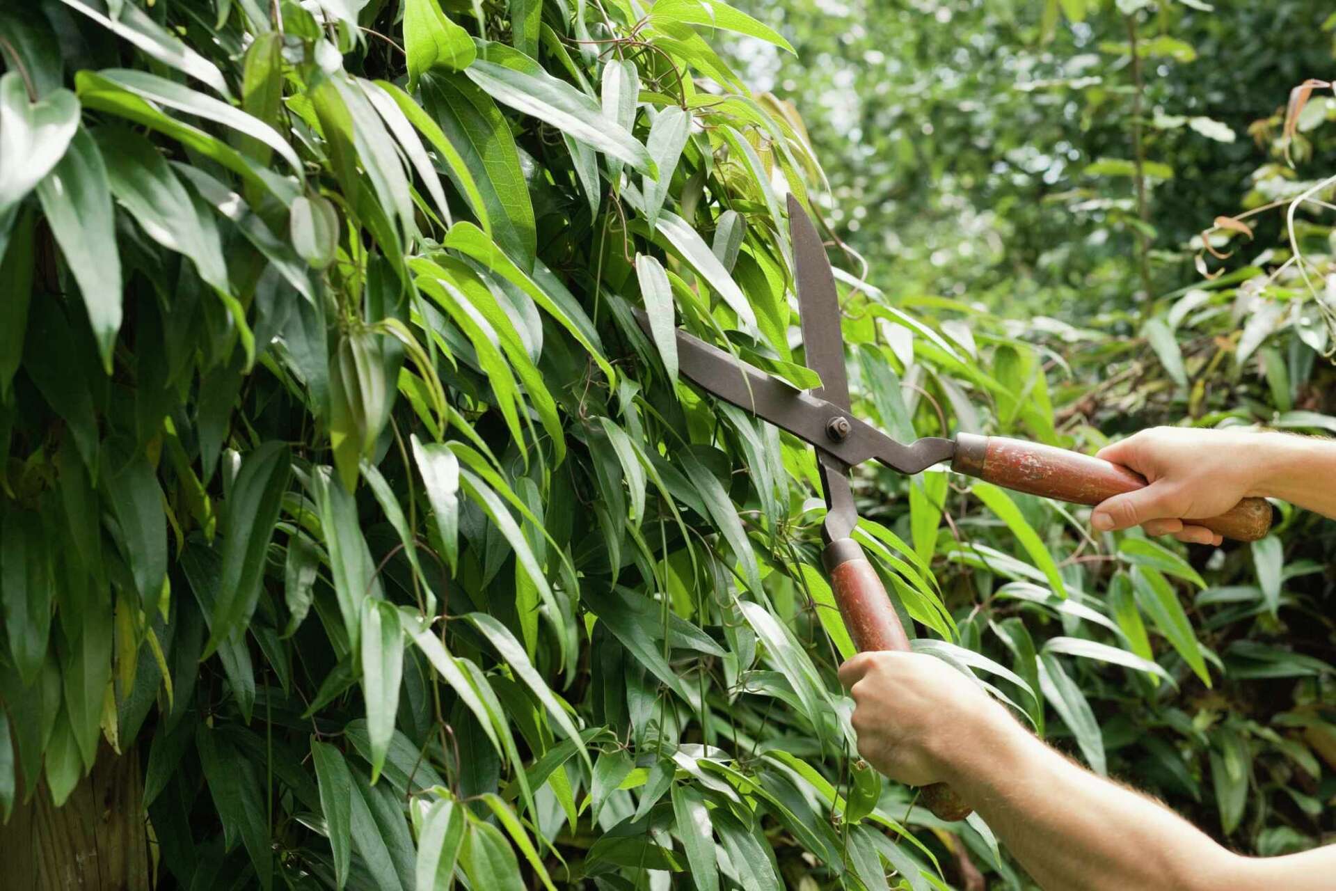 How to Trim a Podocarpus Gracilior Hedge