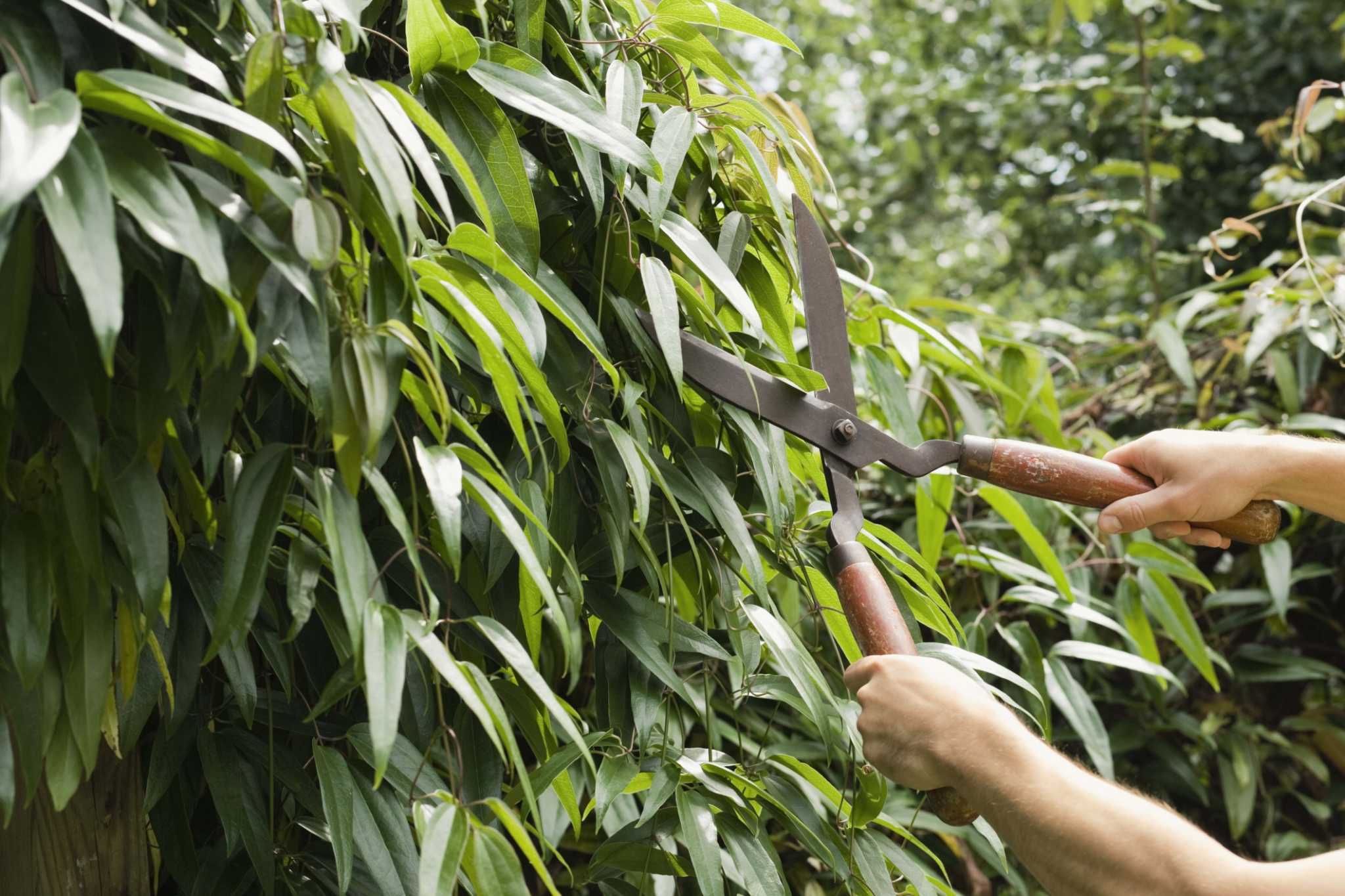 FastestGrowing Trees for Windbreaks
