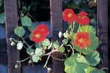 How to Plant Ivy Seeds