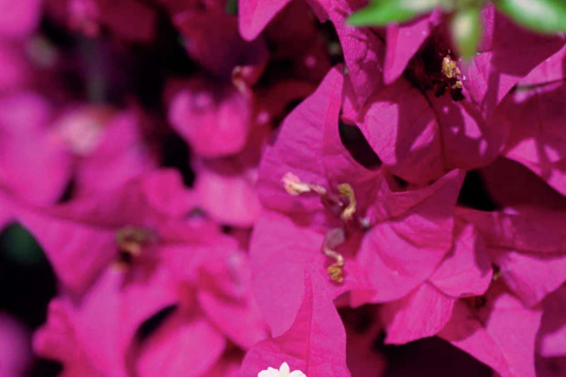 Image of Black mondo grass companion plant for bougainvillea