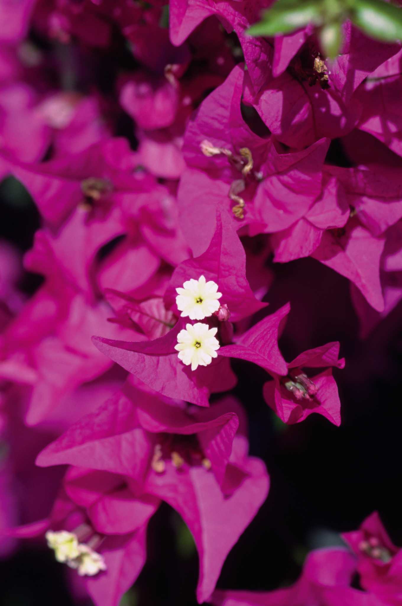 Bougainvillea Leaf Curl