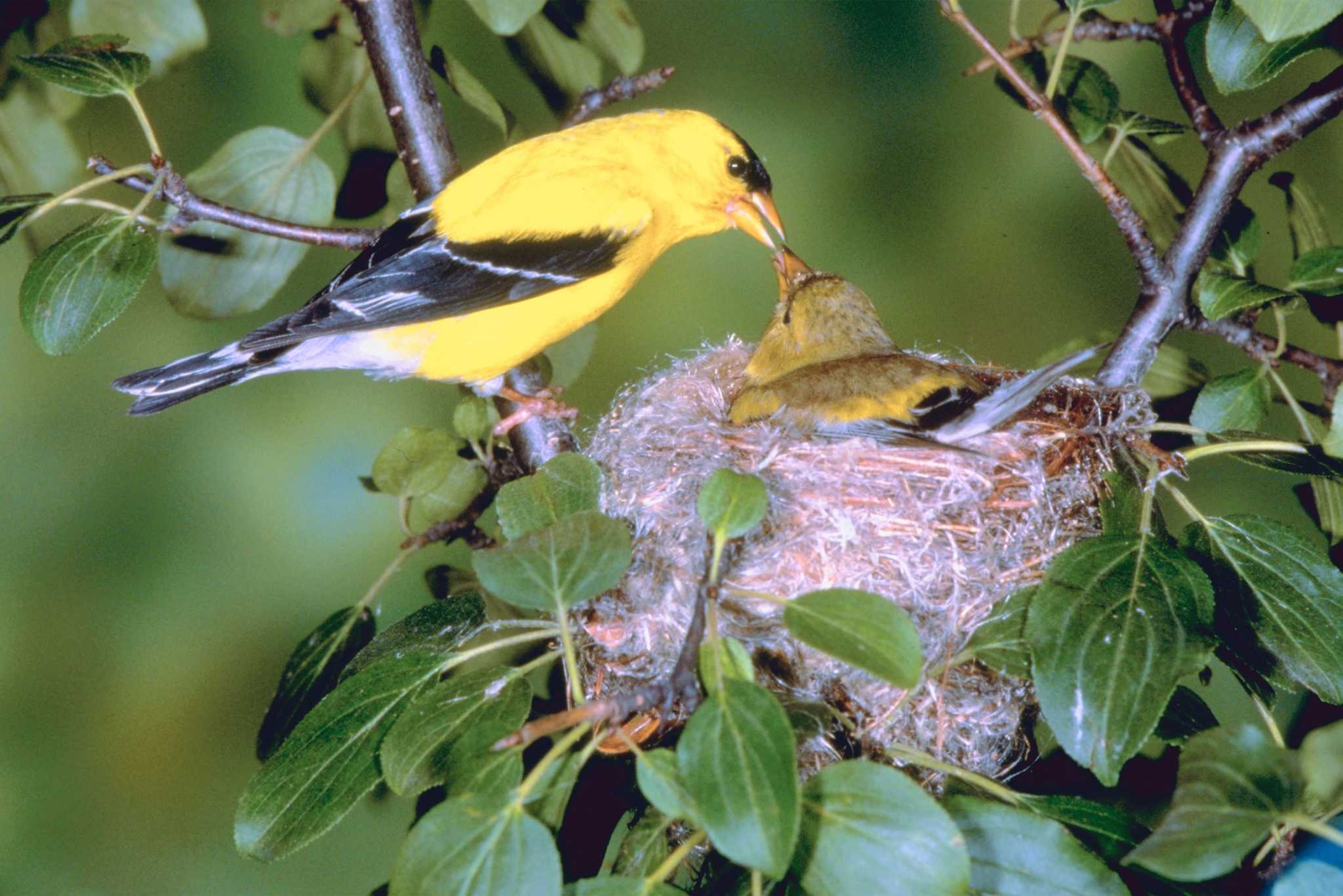 How to Attract Goldfinches to Your House With Plants