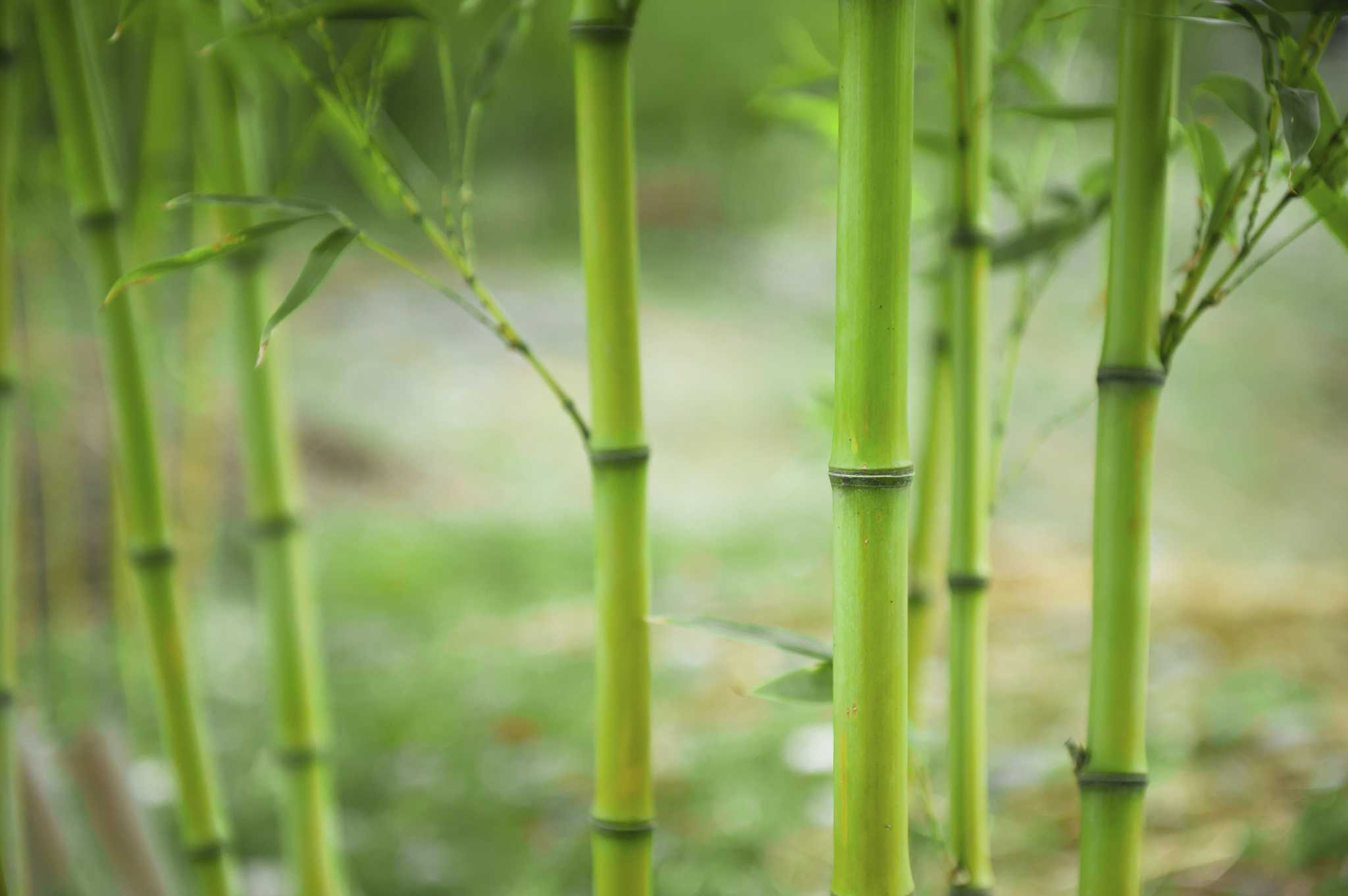 What to Feed Bamboo