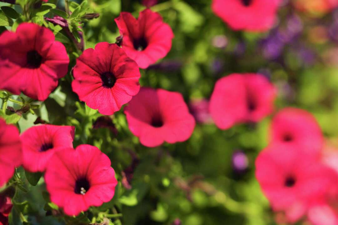 Problems With Calibrachoa Not Flowering