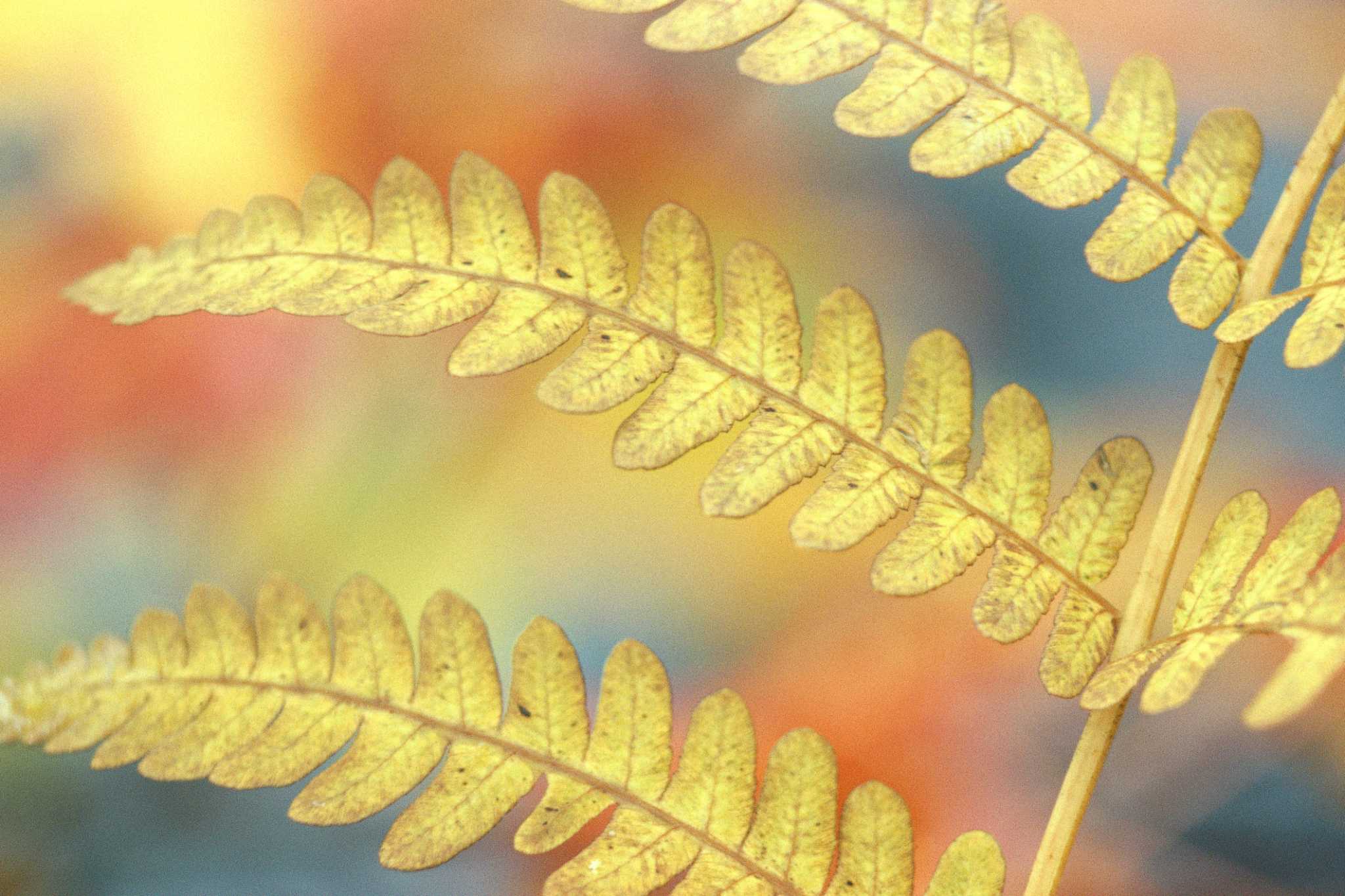 Ferns Turning Yellow