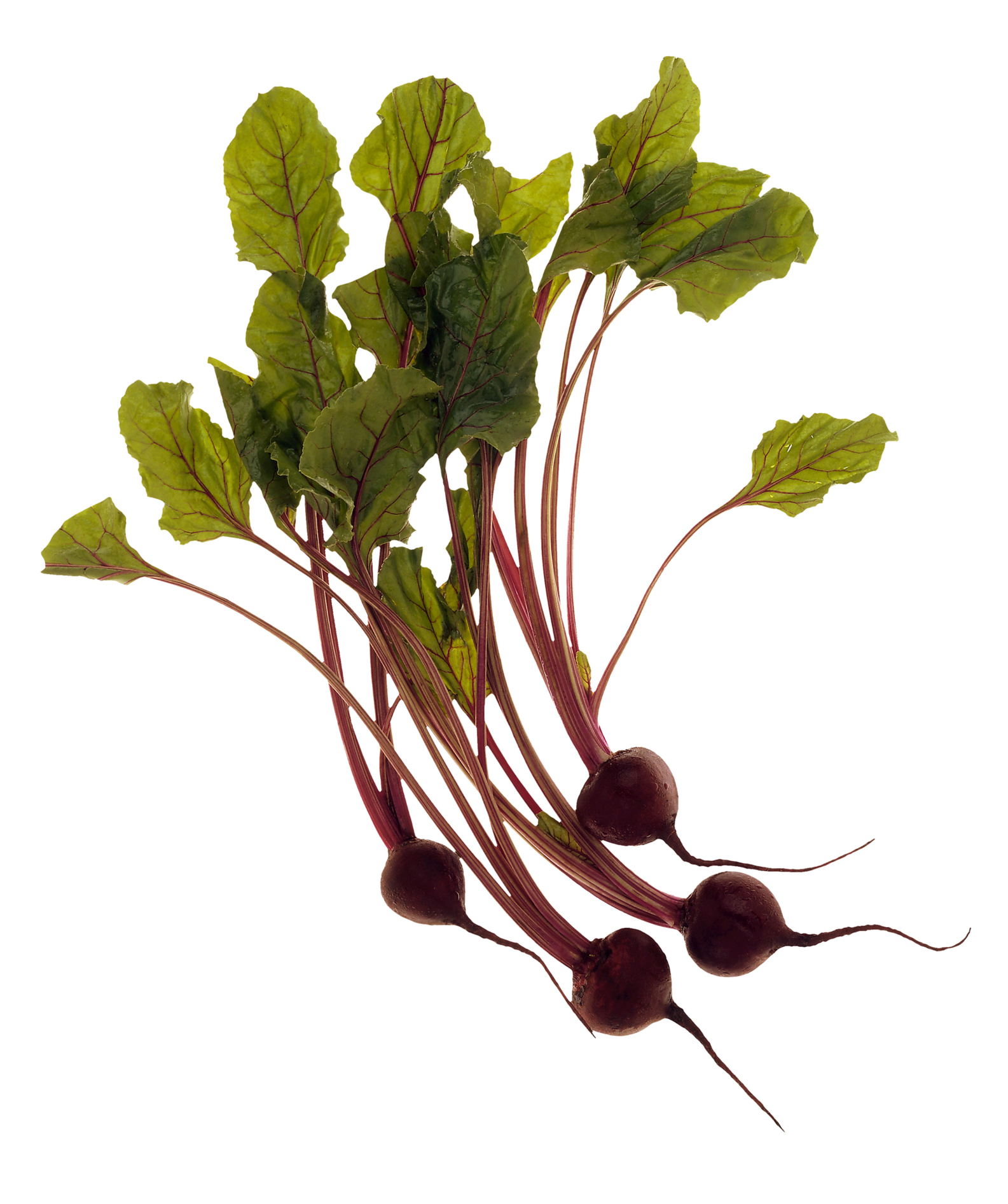 Articles – Tony Tomeo, image size:1585x1892