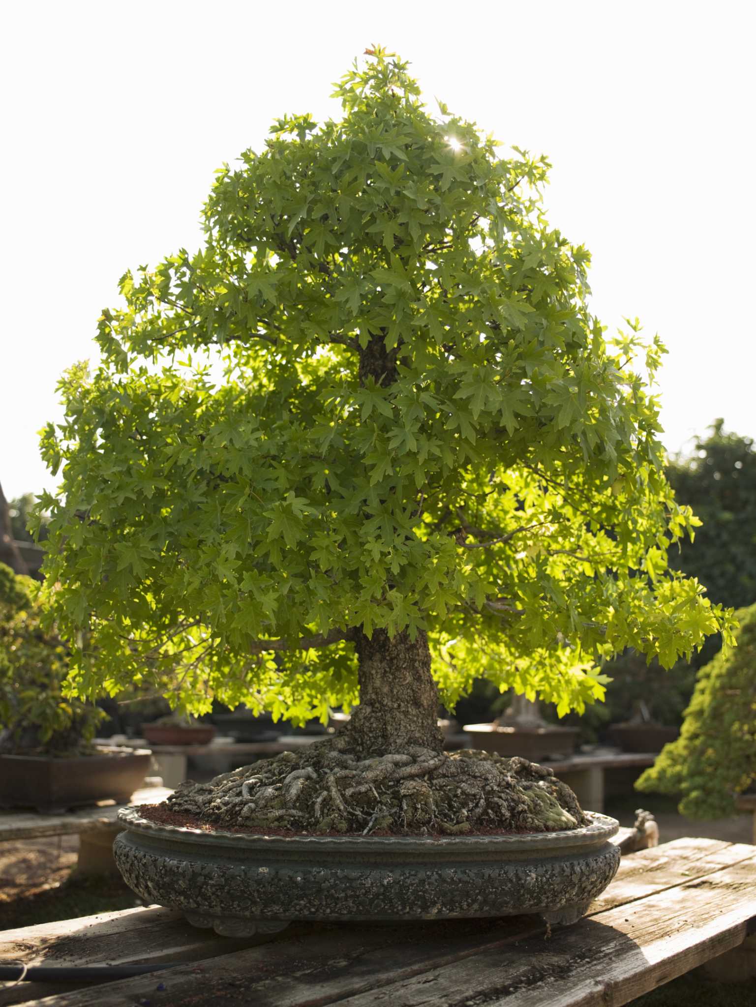 How to Fertilize a Bonsai After Repotting