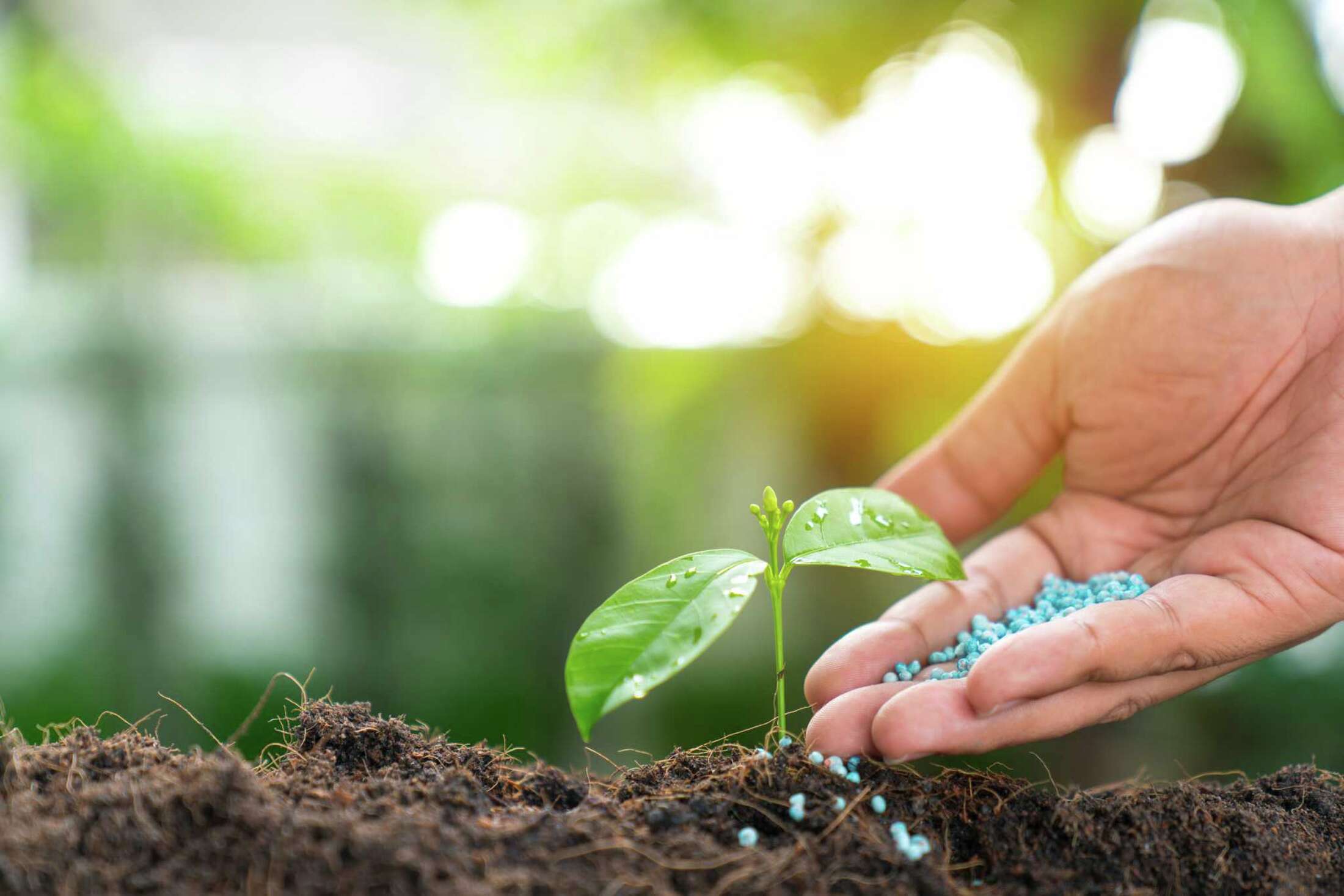 Can You Put MiracleGro All Purpose Plant Food on the Leaves?